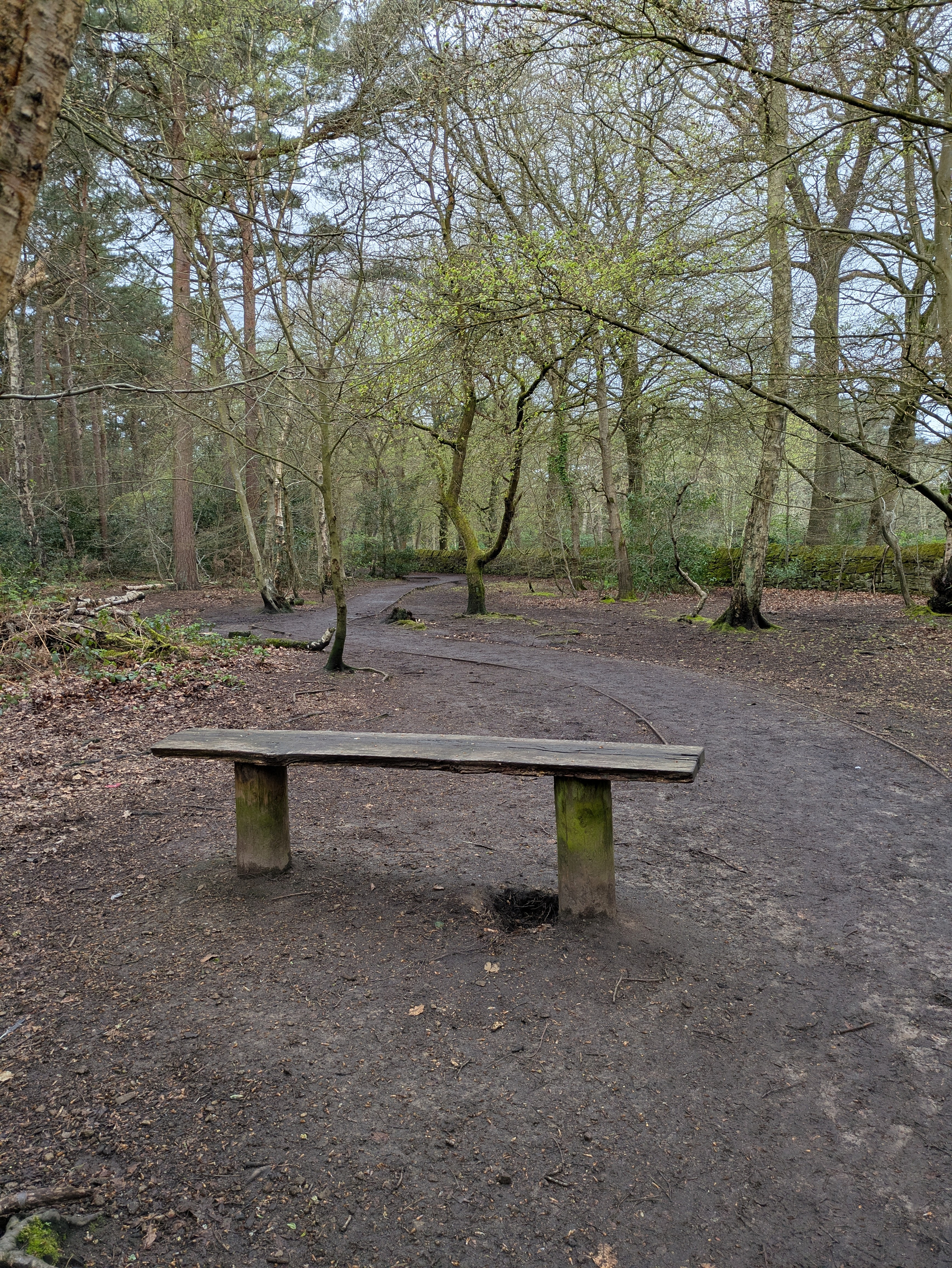 A wooden bench sits along a dirt path in a forest with tall trees and scattered leaf litter.