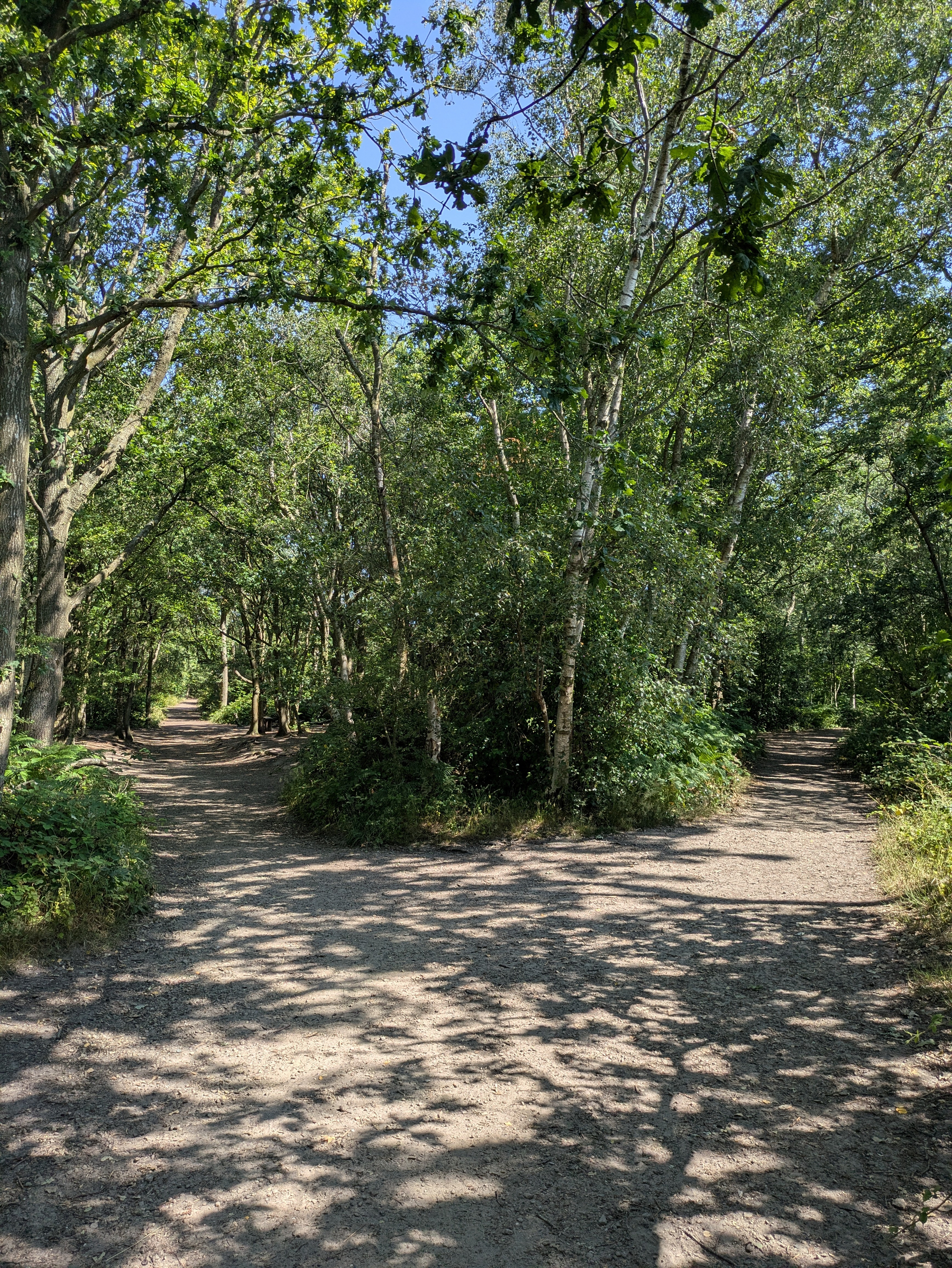A sunlit forest path splits into two separate trails surrounded by lush green trees.