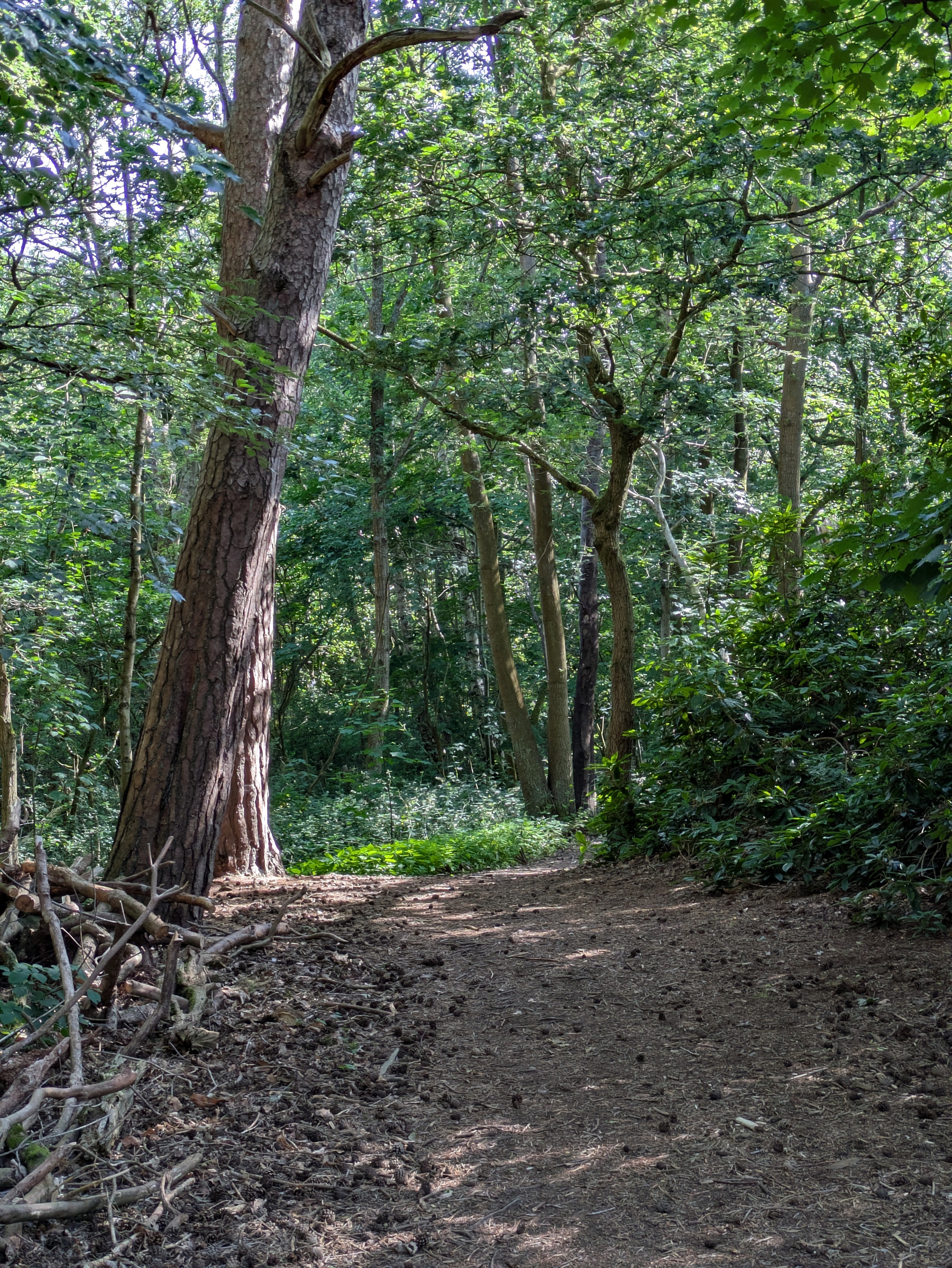 A dirt path winds through a green, sunlit forest with tall trees and dense foliage.