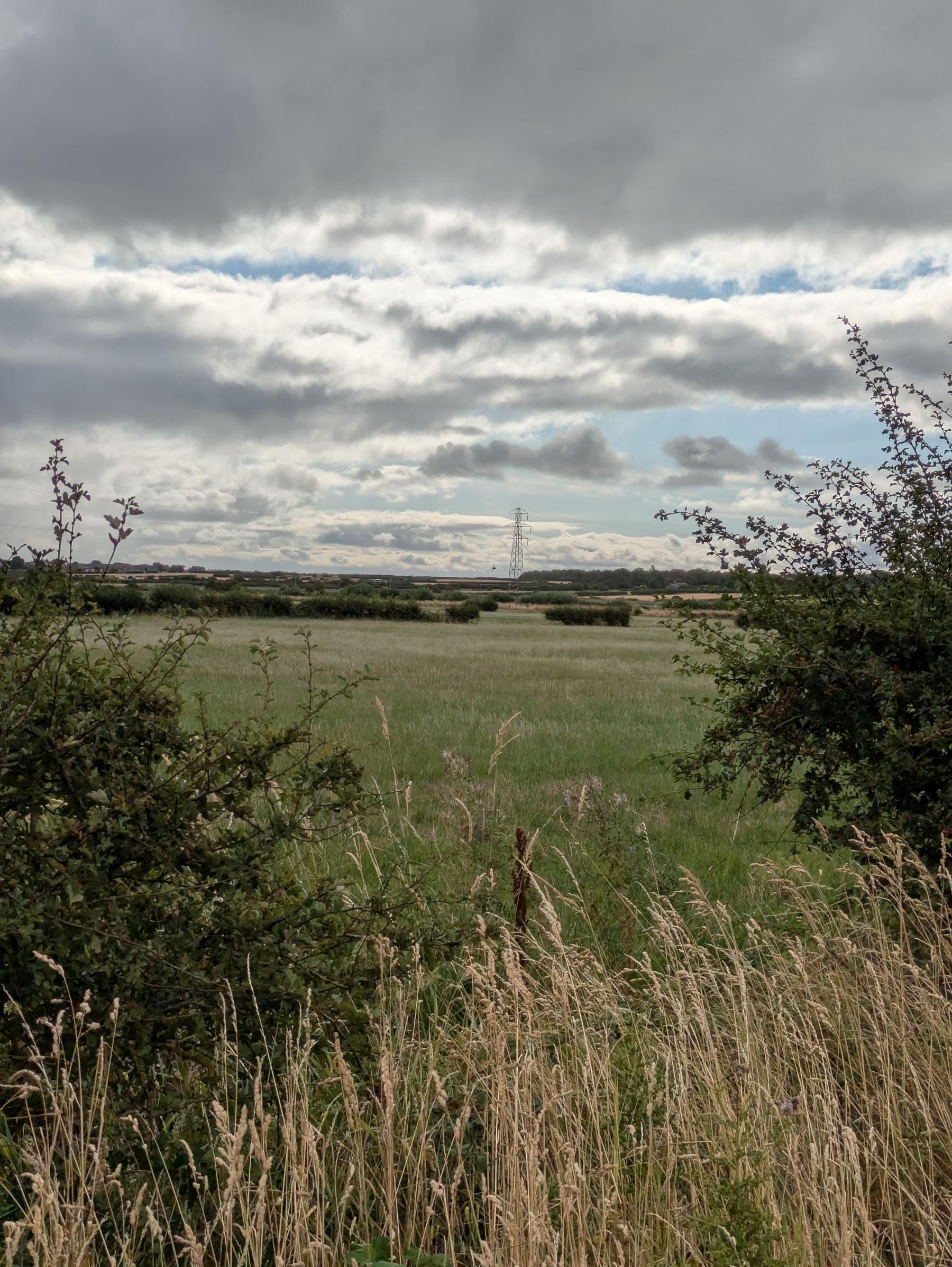 A cloudy sky looms over a green field bordered by tall grasses and bushes.