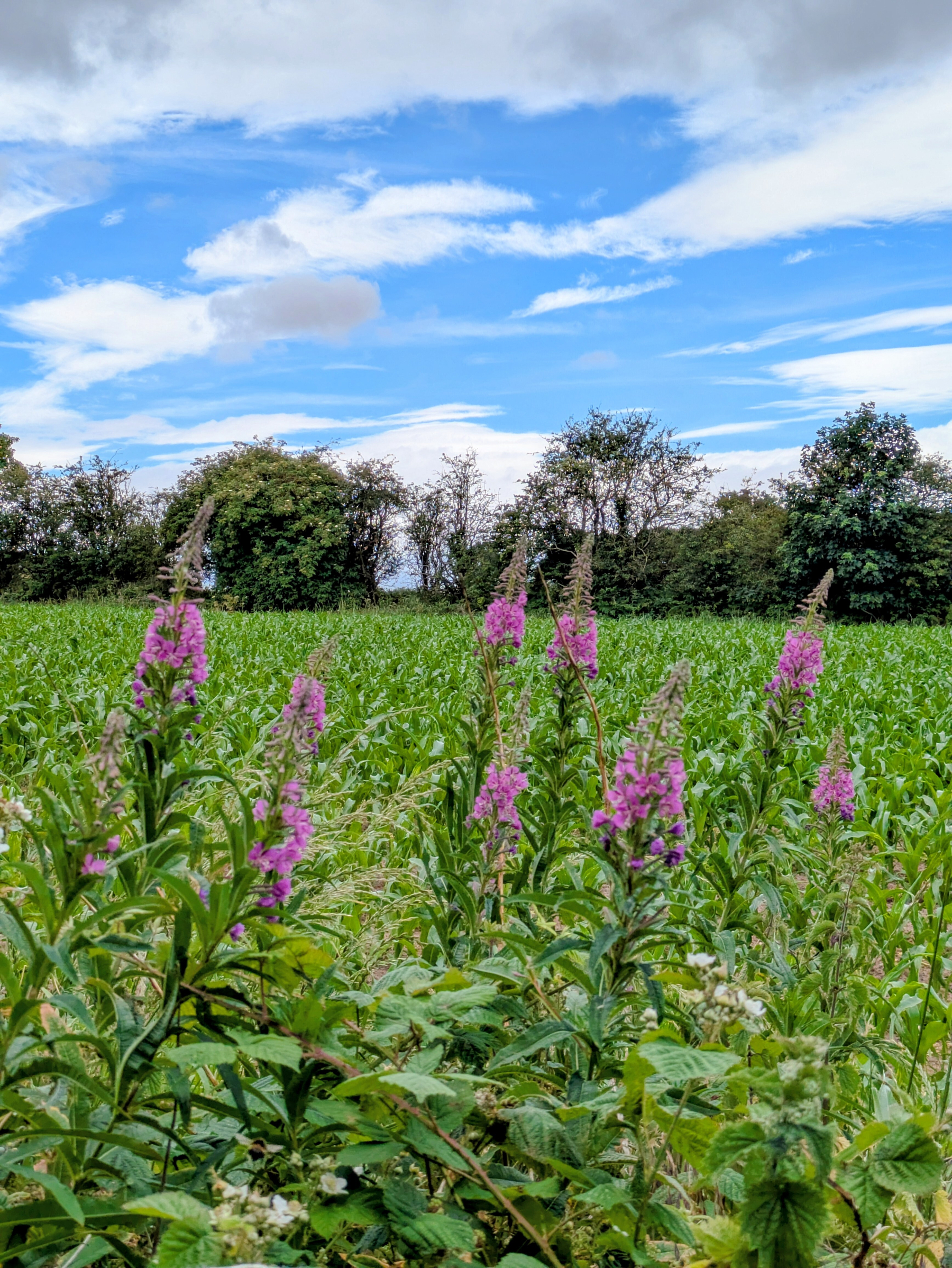A field of sweetcorn with purple wildflowers in the foreground is set against a backdrop of trees and a partly cloudy blue sky.