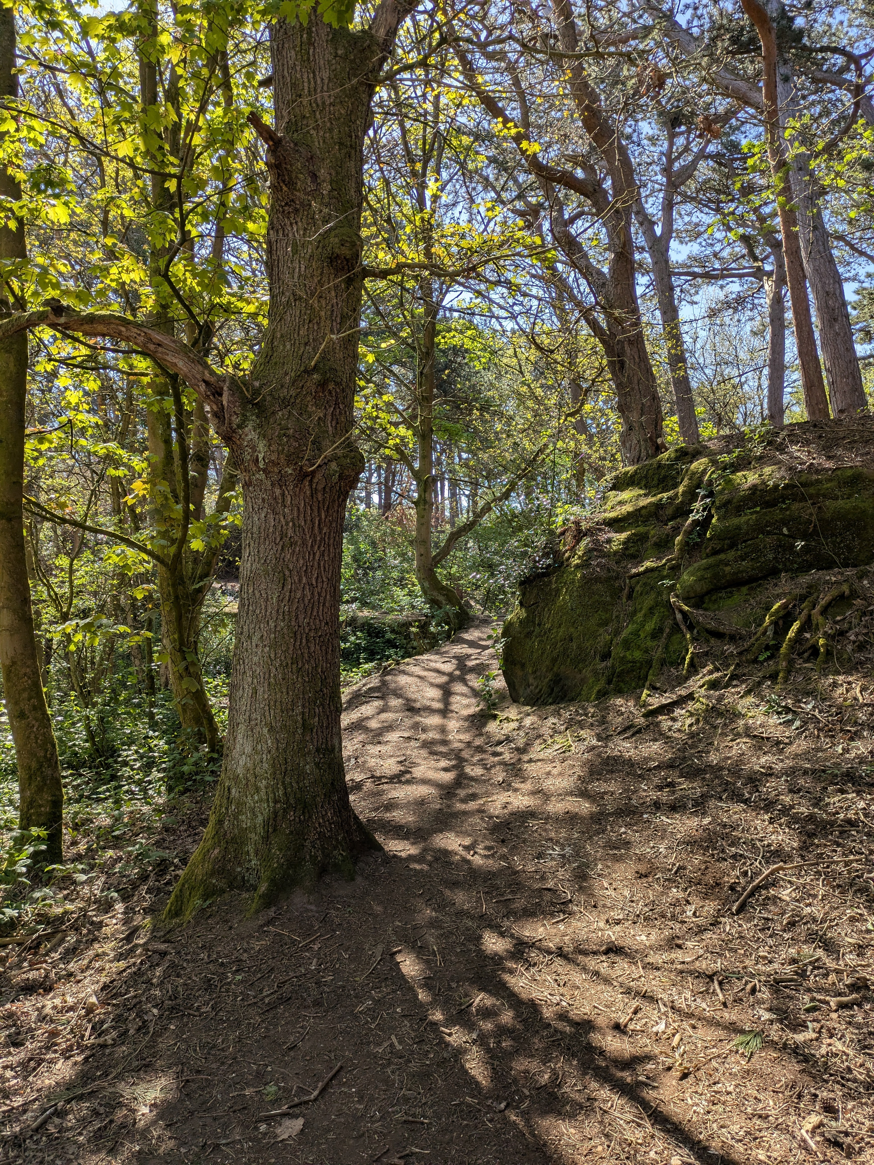 A sunlit forest path winds through tall trees with patches of moss-covered rocks.