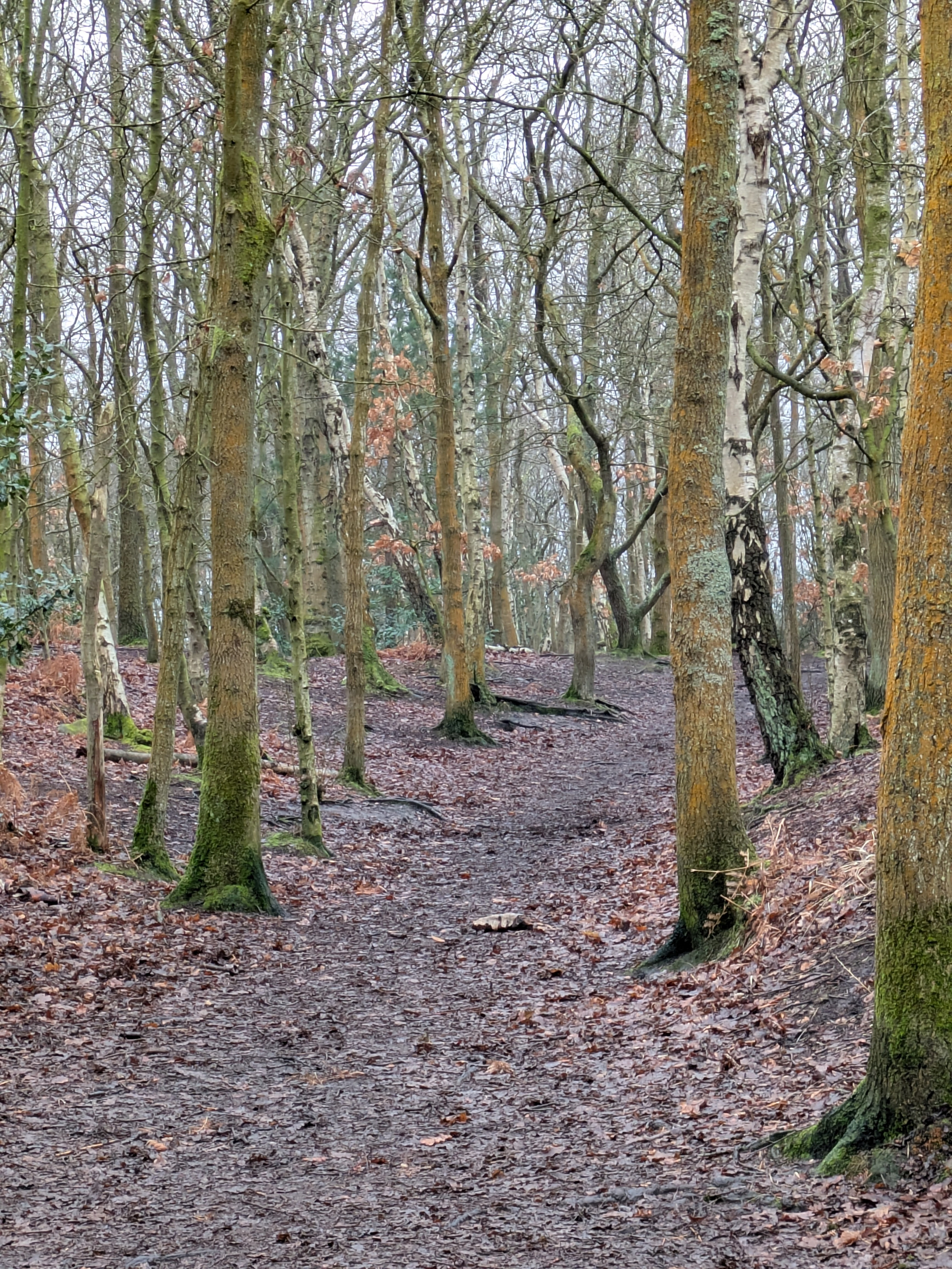 A leaf-covered path winds through a forest with tall, bare trees.