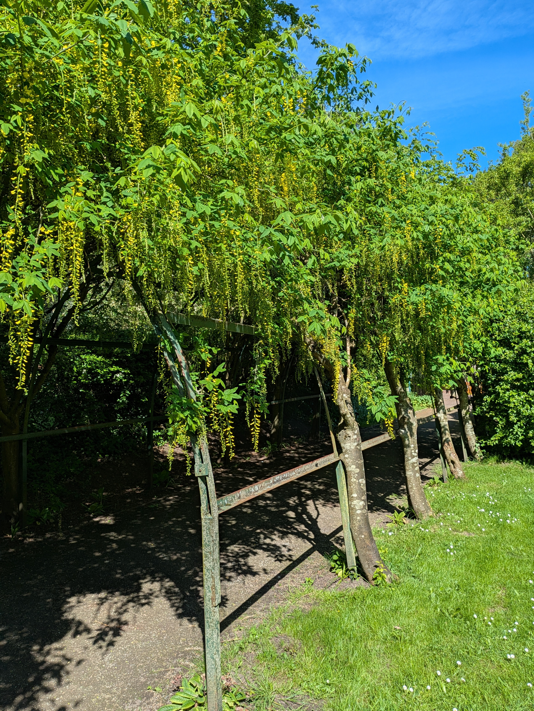 A pathway shaded by lush trees with hanging yellow blossoms is surrounded by greenery on a sunny day.