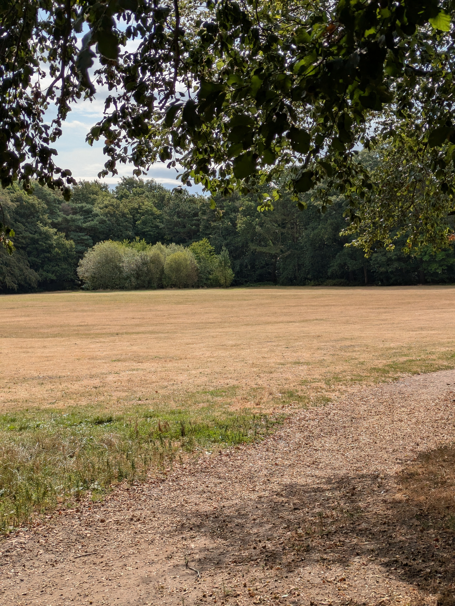 A dry grassy field is bordered by dense trees under a partly cloudy sky, with tree branches hanging overhead and a dirt path curving along the right side.