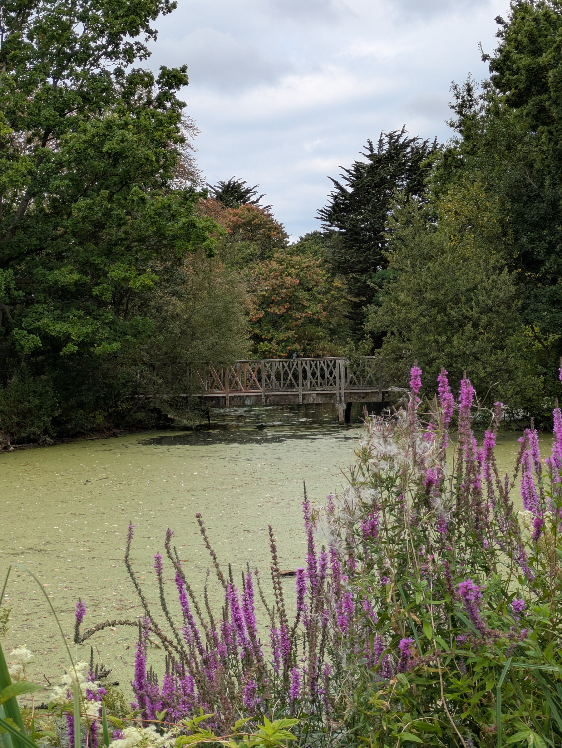 A wooden bridge spans a pond covered with green algae, surrounded by lush trees and purple wildflowers in the foreground.
