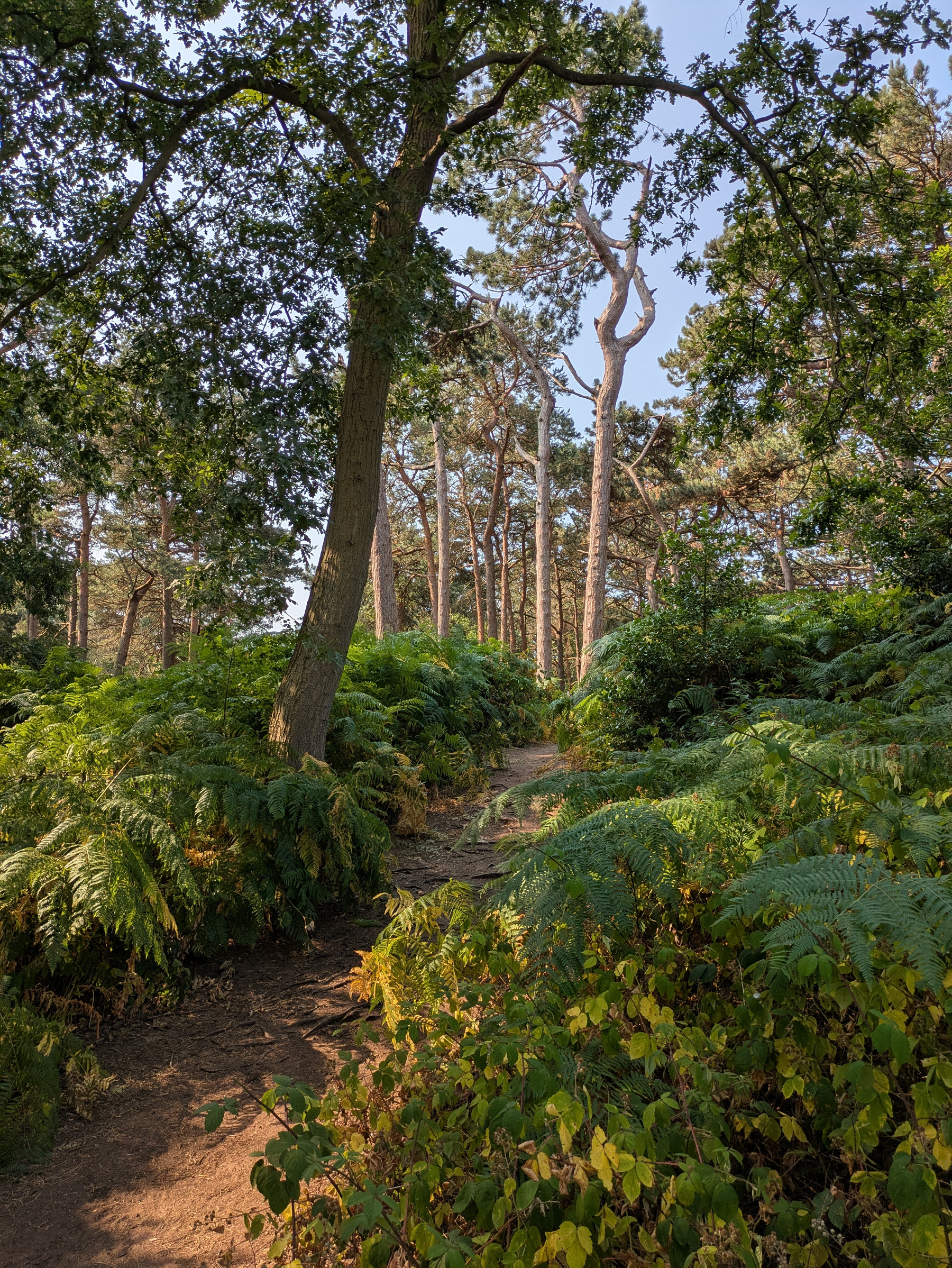 A dirt path winds through a lush forest filled with tall trees, ferns, and various green plants under a clear blue sky.