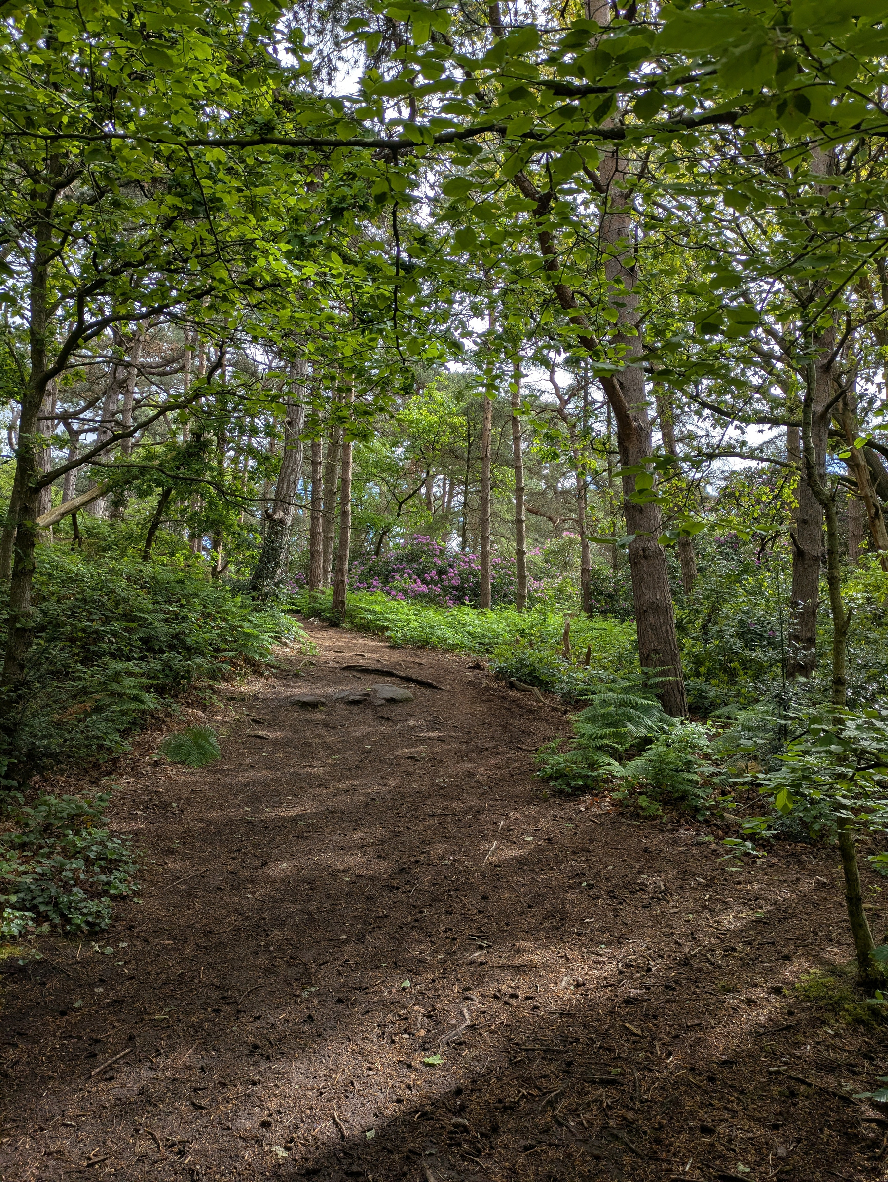 A dirt path winds through a lush forest with dense green foliage and tall trees.