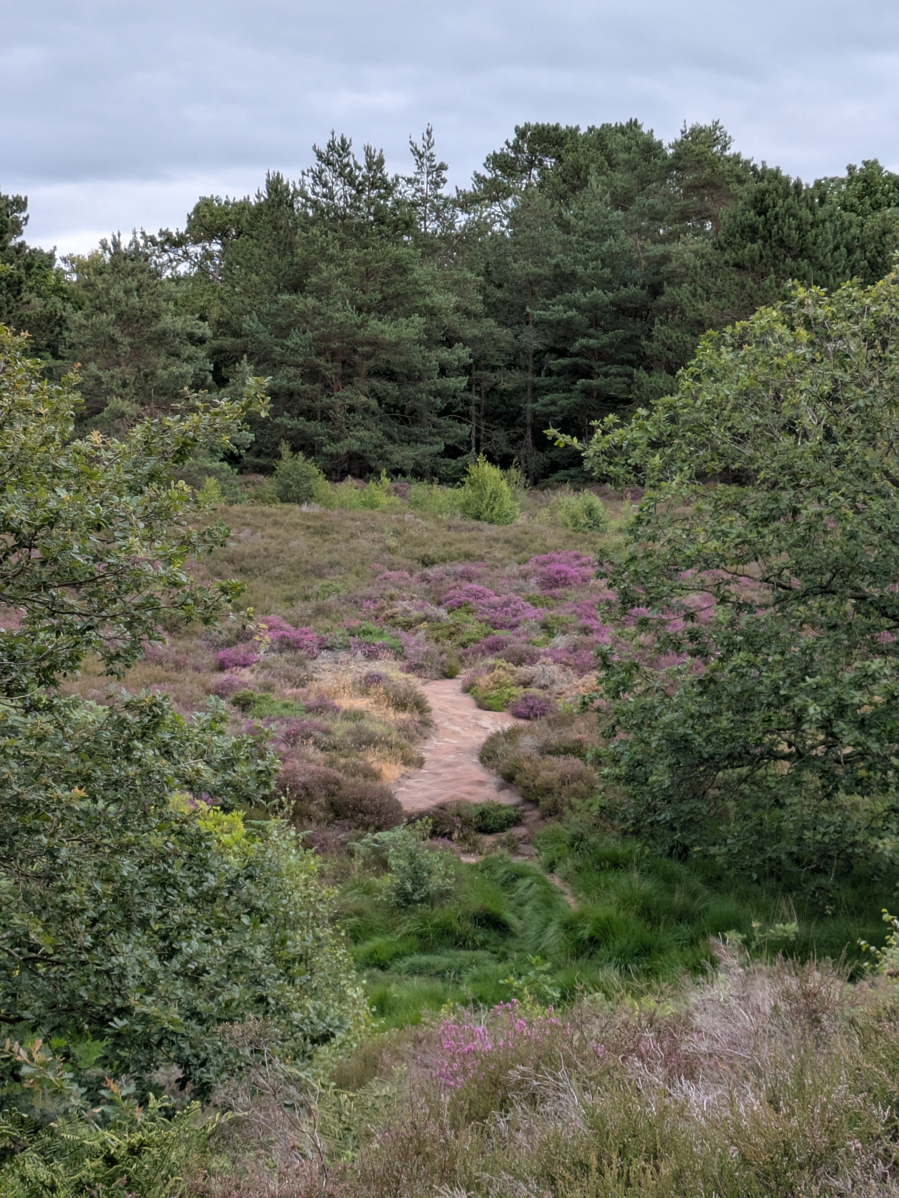 A dirt path winds through a scenic landscape of green bushes, purple heather, and tall pine trees under a cloudy sky.