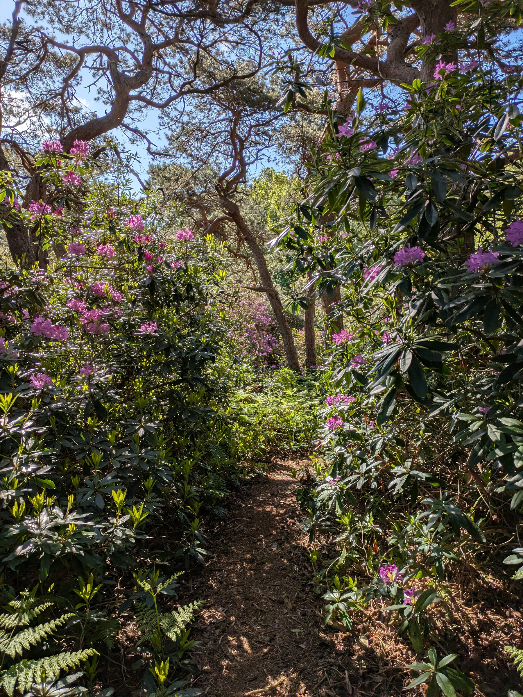 A narrow dirt path winds through a lush woodland with blooming purple and pink flowers under a clear blue sky.
