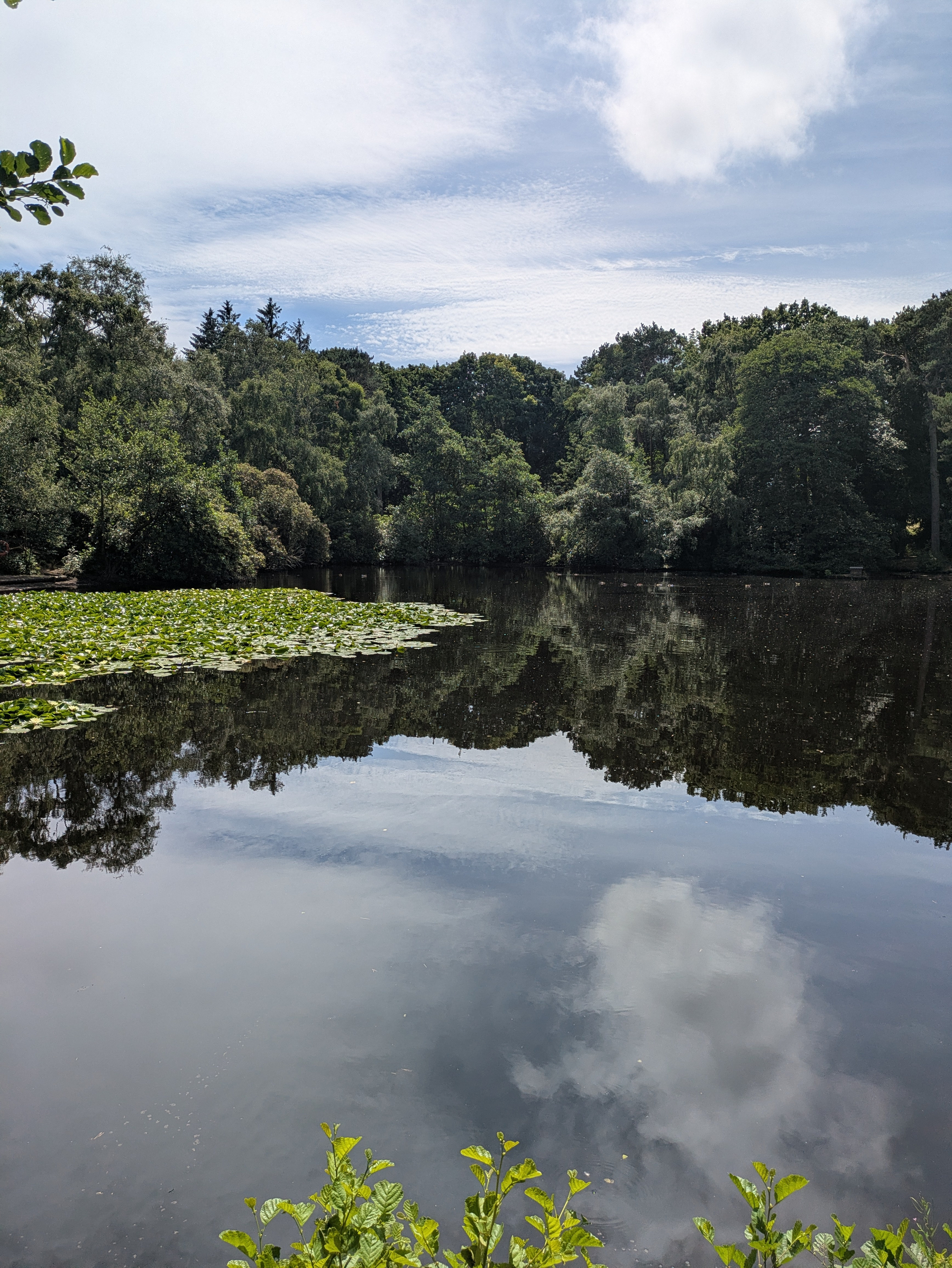 A calm lake reflecting the cloudy sky and surrounding dense trees with patches of lily pads on the water surface.