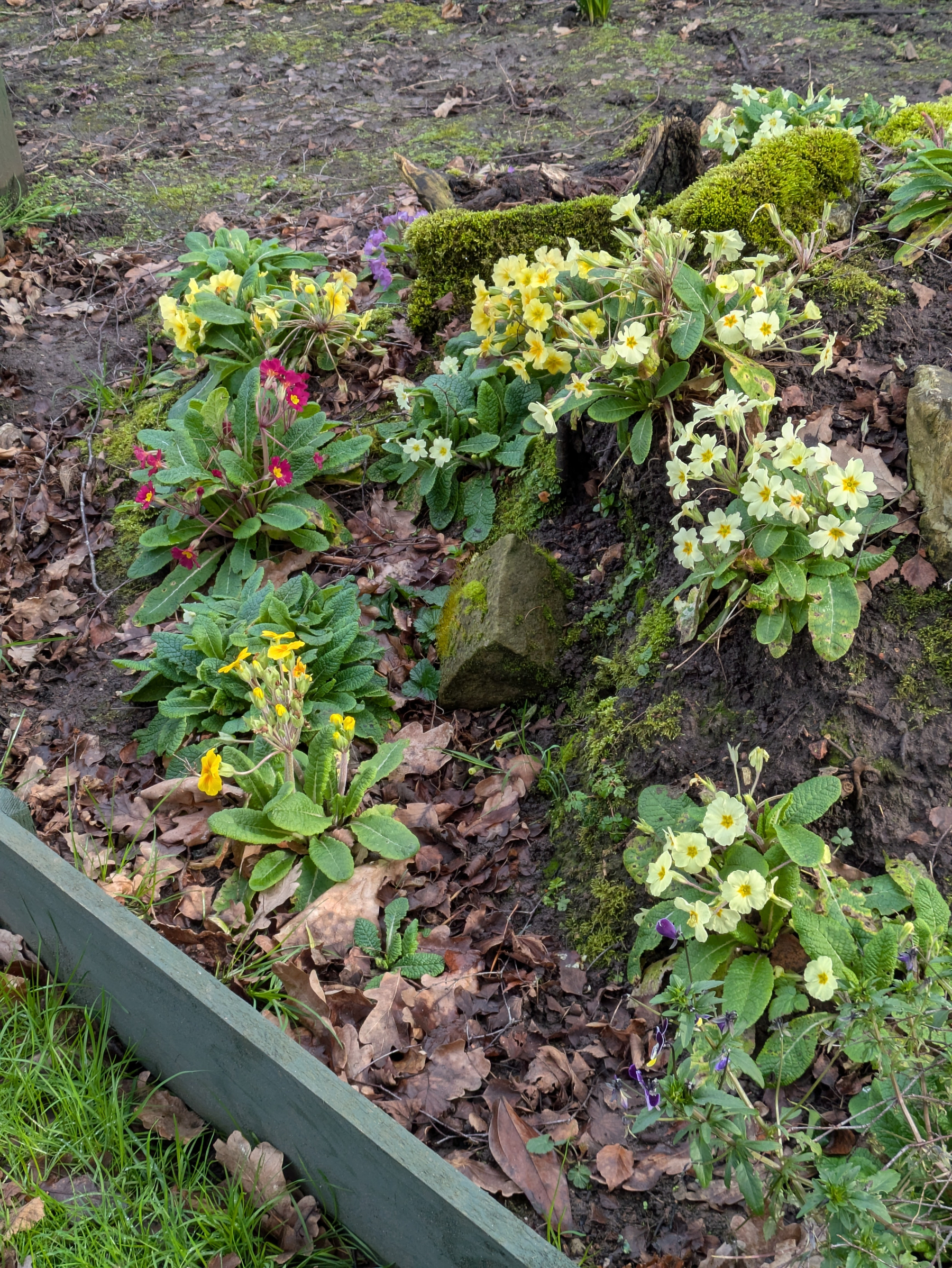 A variety of colorful primrose flowers are growing in a garden bed surrounded by moss and fallen leaves.