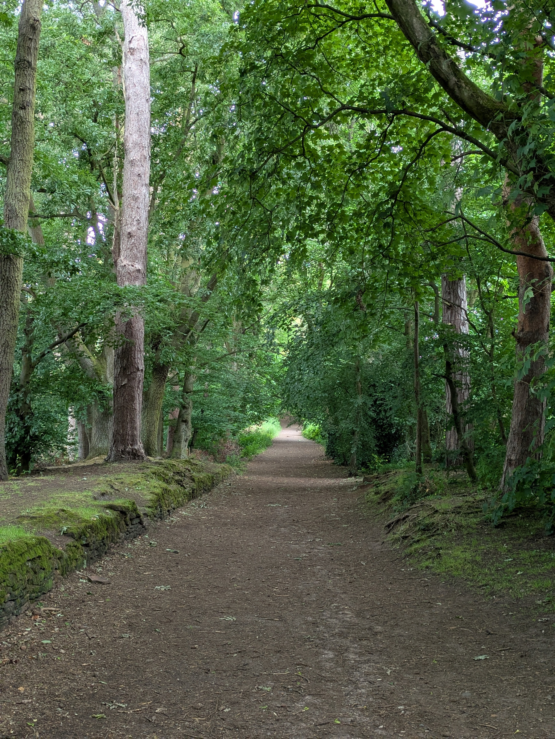 A dirt path flanked by dense green trees stretches into the distance in a wooded area.