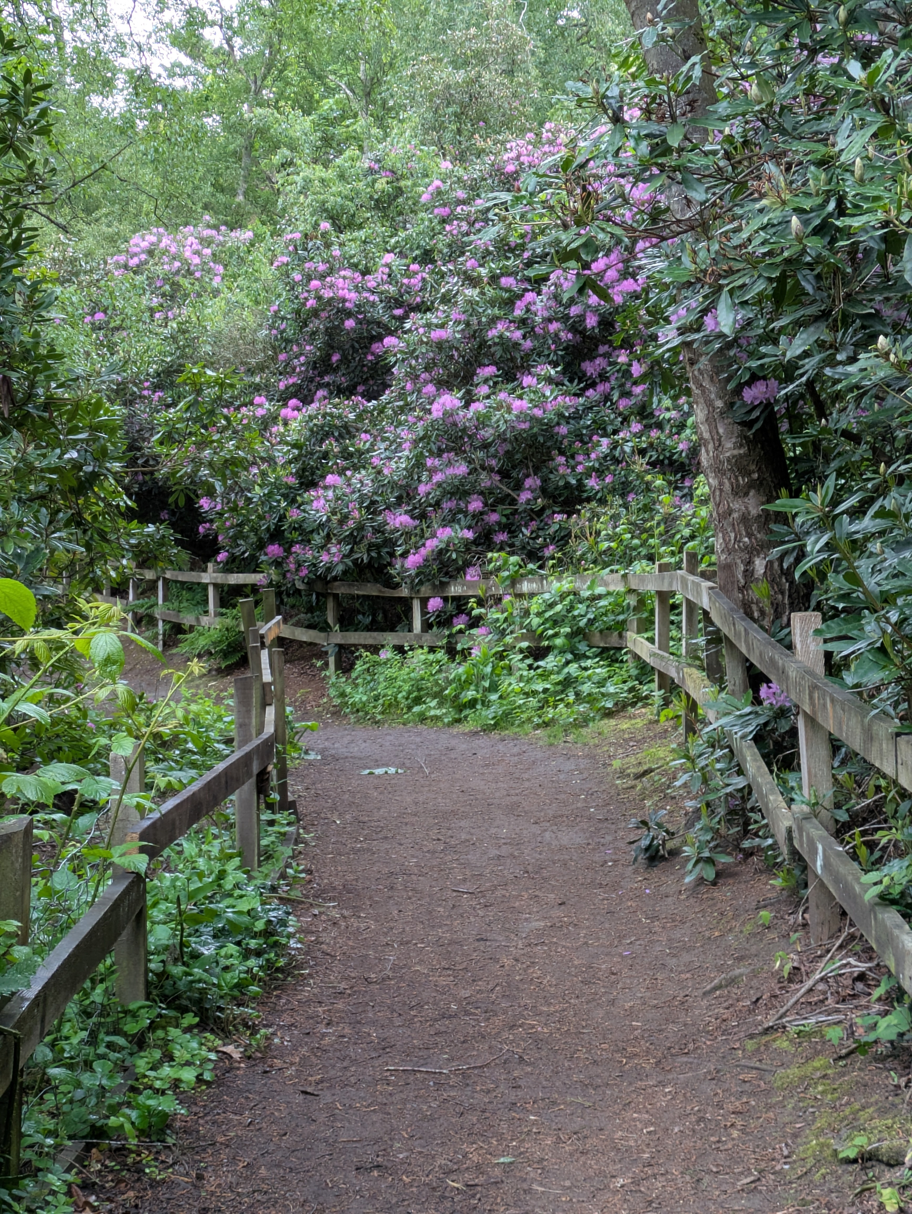A dirt pathway lined with wooden fences winds through dense foliage, with lush greenery and blooming purple flowers surrounding it.