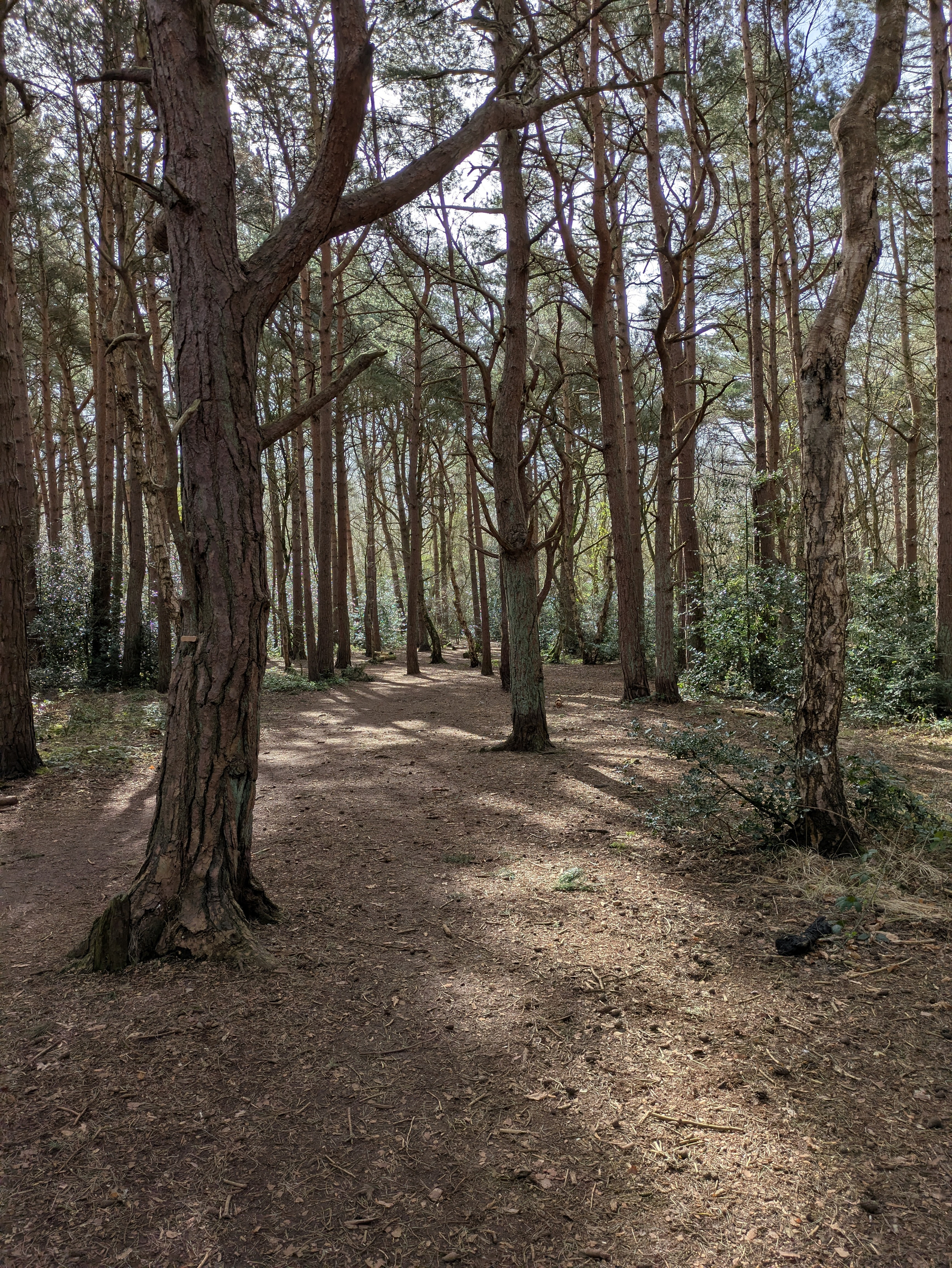 A sunlit forest path winds through tall trees, surrounded by dense foliage.