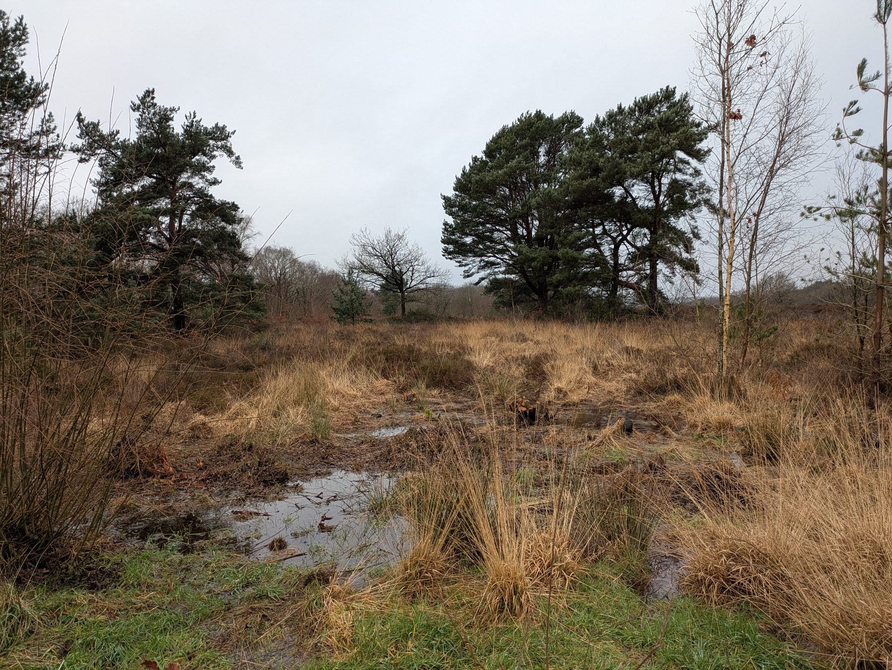 A marshy landscape features tall grasses, scattered trees, and cloudy skies.