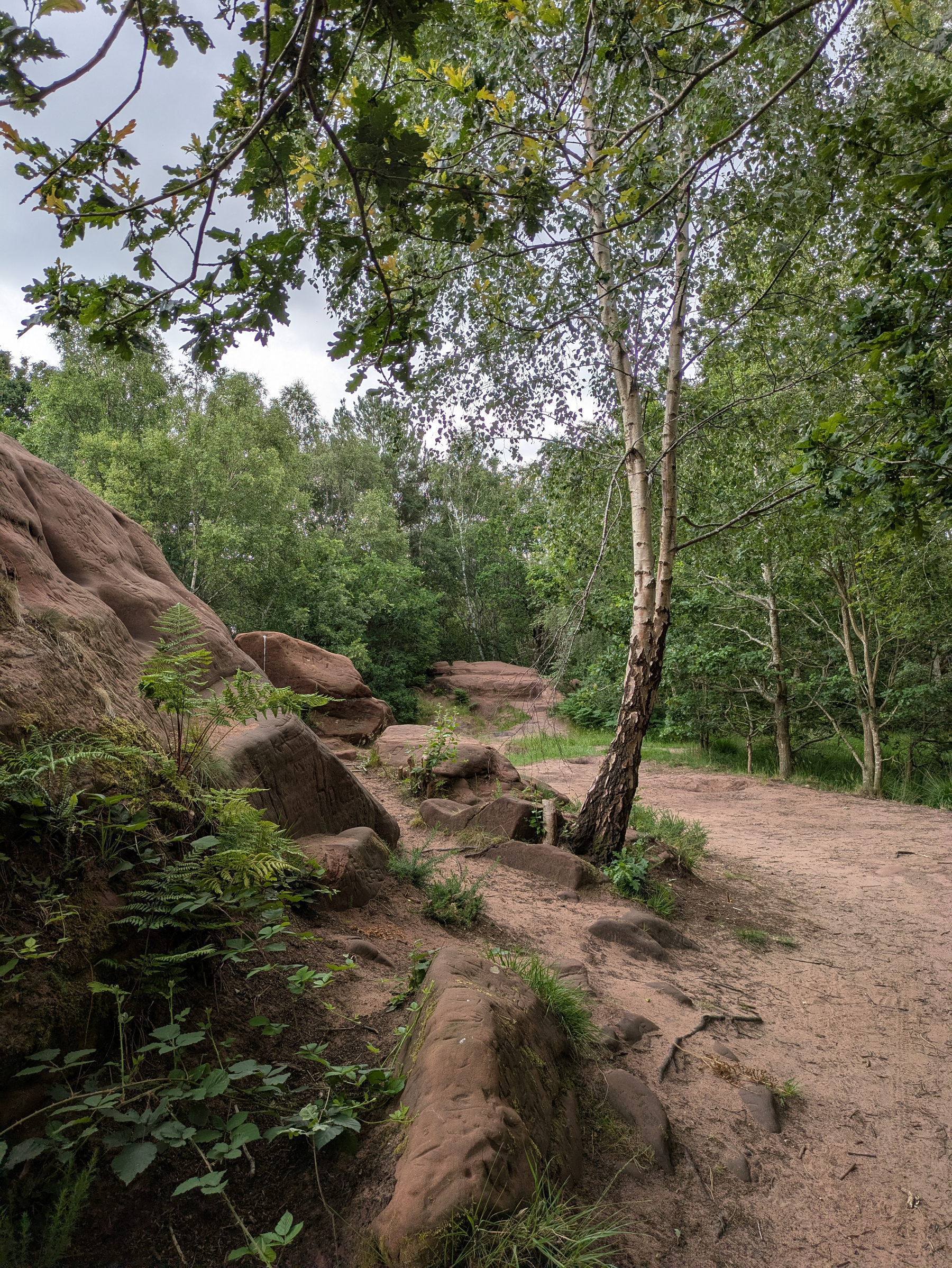 A dirt path winds through a lush green forest with large reddish rocks and a slender birch tree beside the trail.