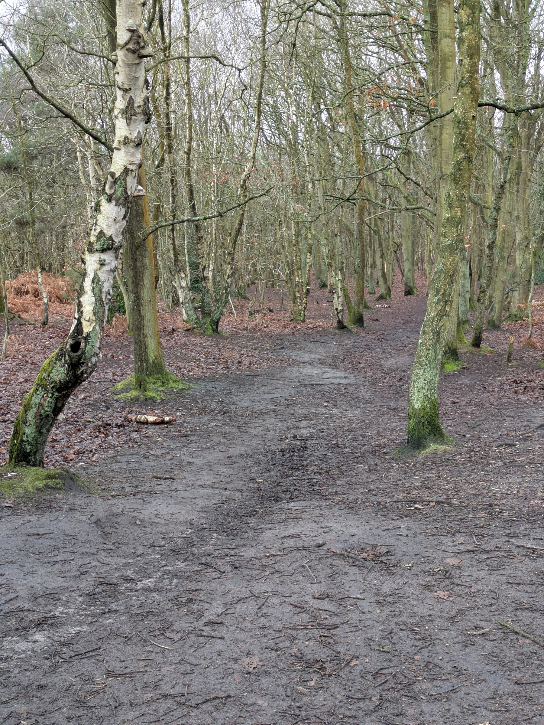 A dirt path winds through a forest with bare trees in a wintry setting.