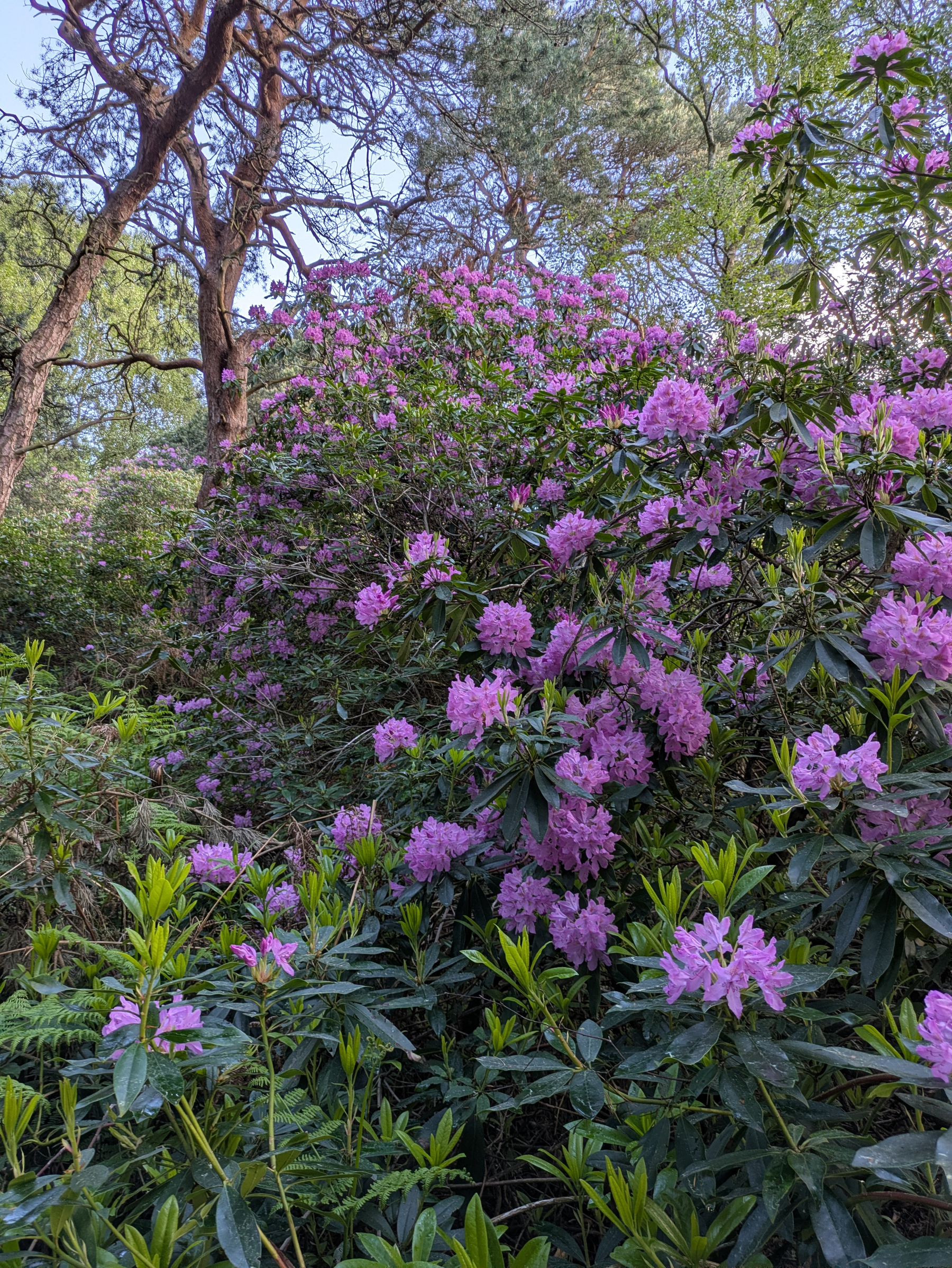 A lush woodland scene filled with tall, blooming rhododendrons displaying vibrant purple flowers among dense green foliage.