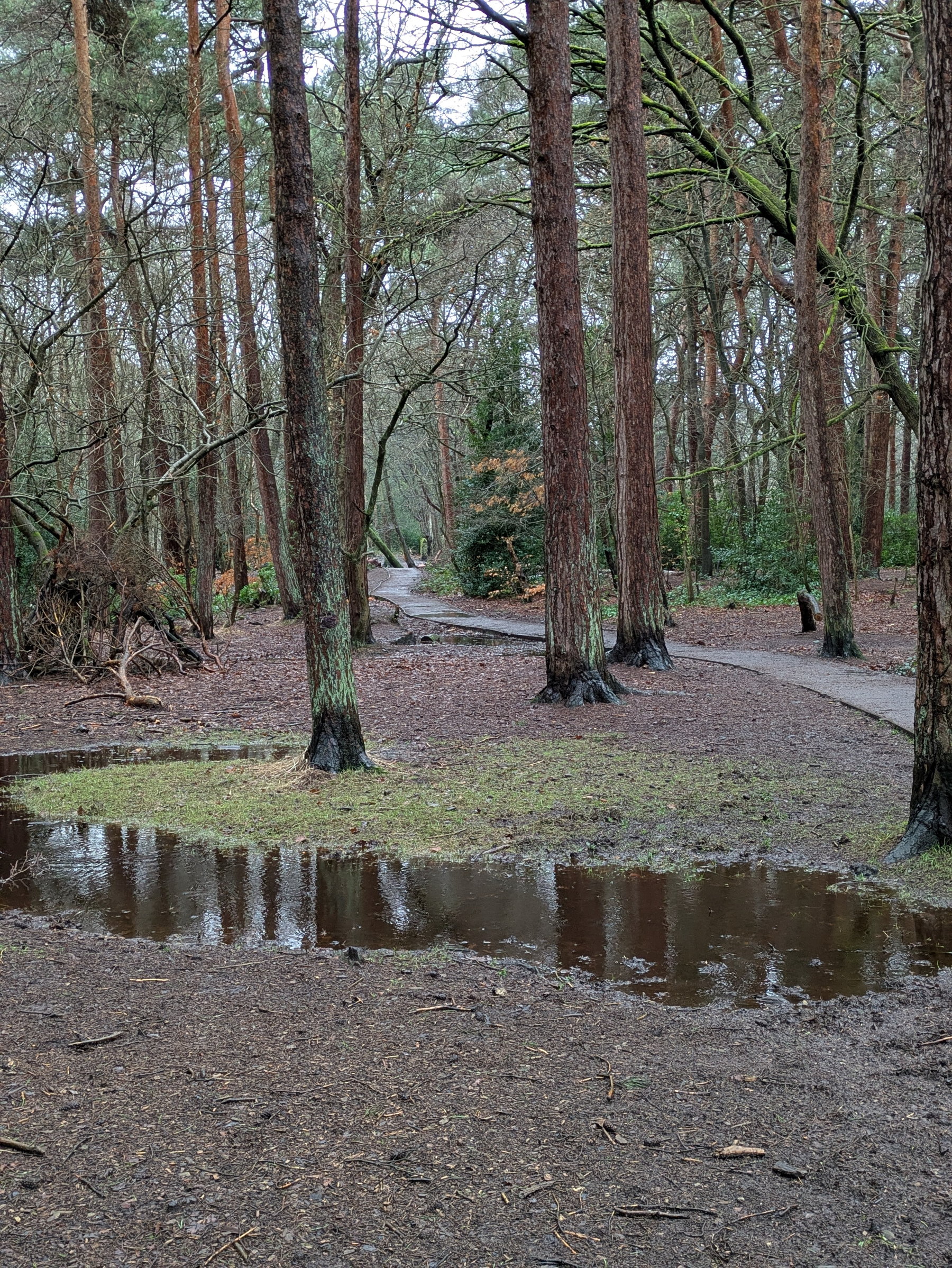 A forest path winds through tall trees with a large puddle of water beside it.