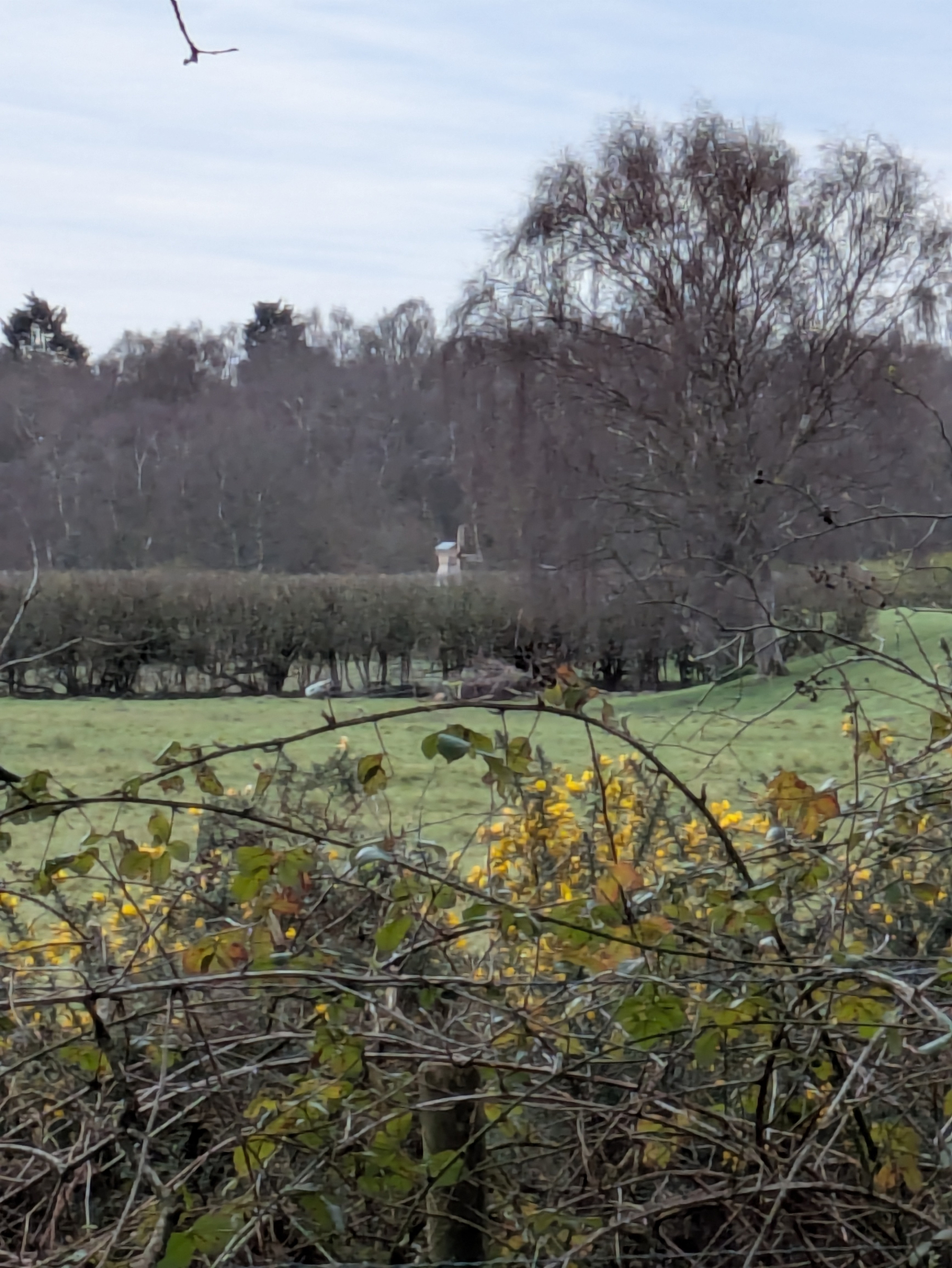 A scenic view features a field with yellow flowers, a hedge, and trees in the background under a cloudy sky. Small windmill beyond hedge. 