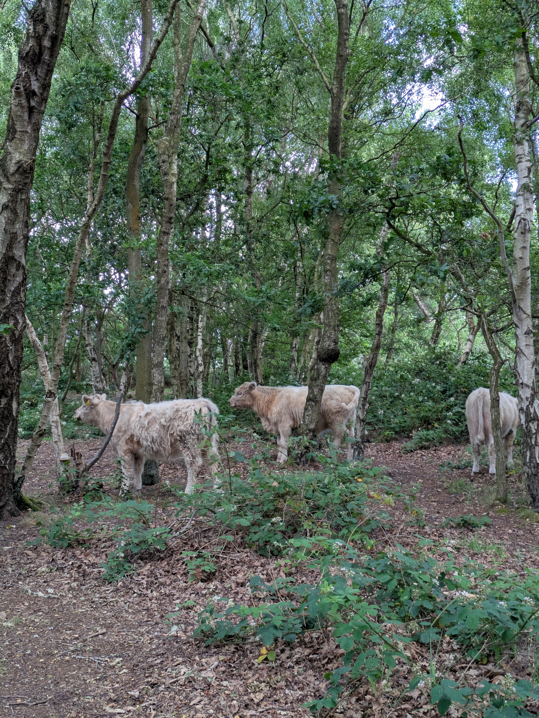 Three white cows are standing and grazing among the trees in a forested area.