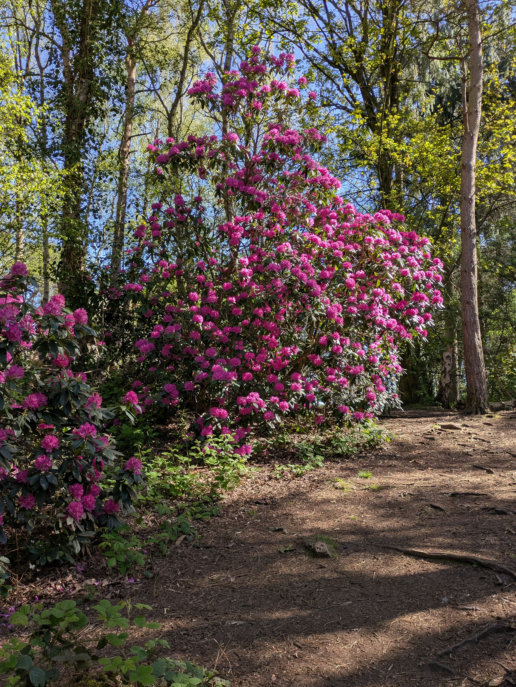 A vibrant cluster of pink rhododendron flowers is nestled among tall trees in a forested area.