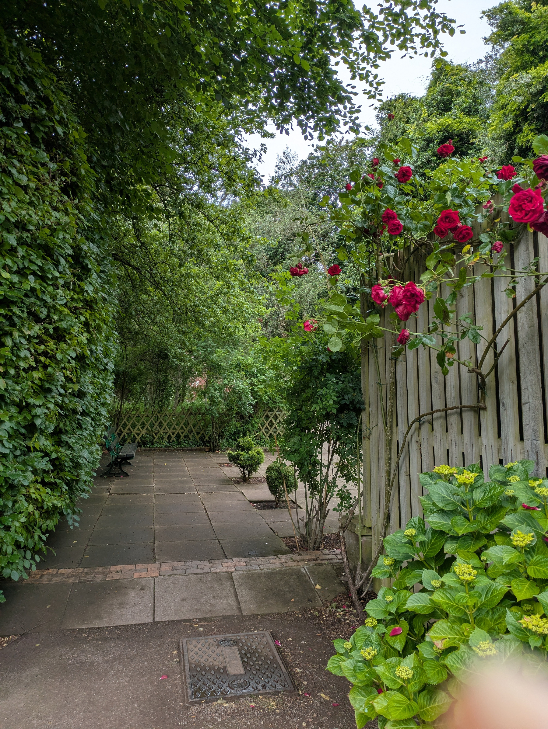 A garden path is surrounded by lush greenery and vibrant red roses, leading to a bench and lattice fence.