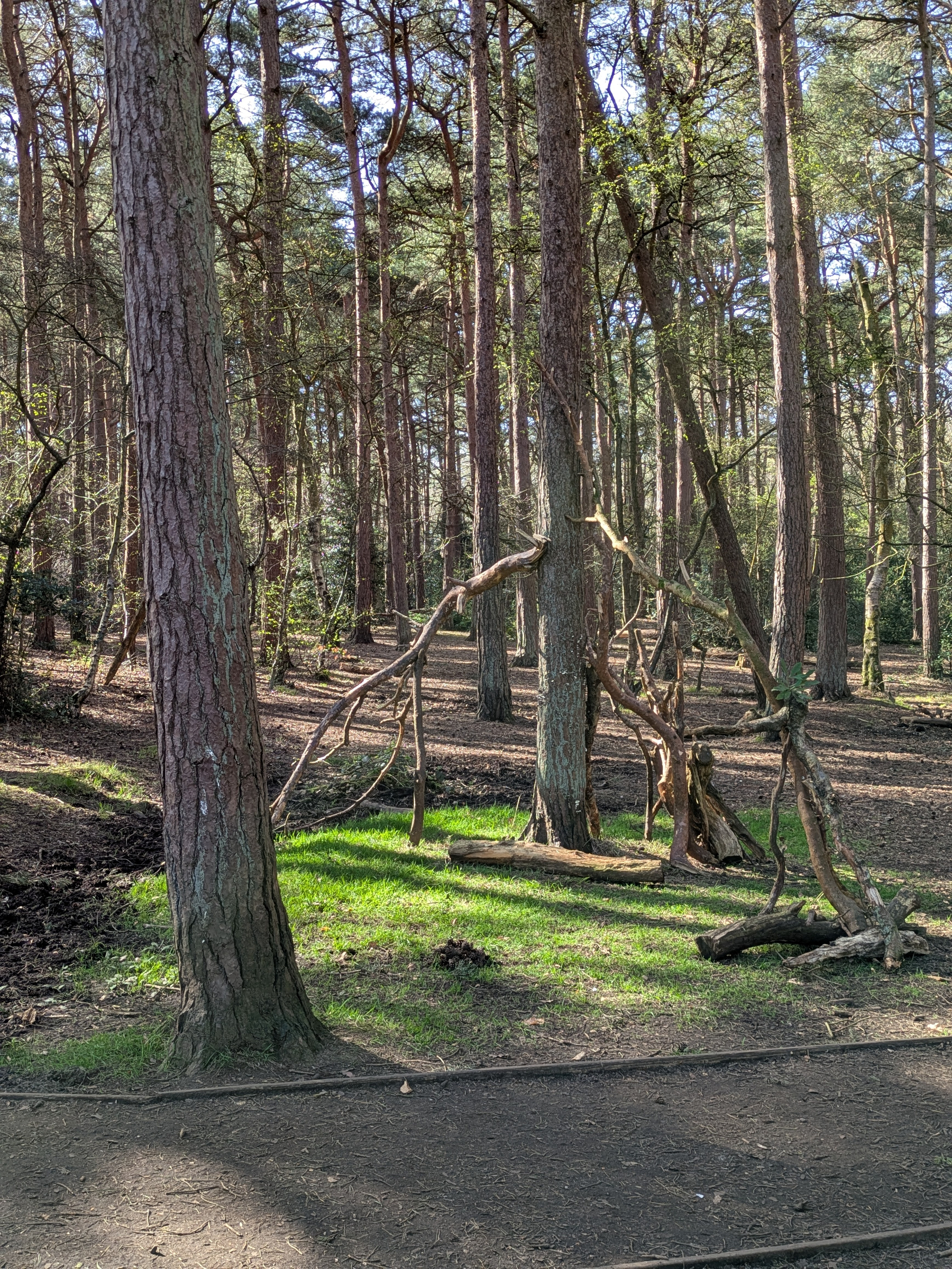 Sunlight filters through a forest with tall trees, casting shadows on the leafy ground.