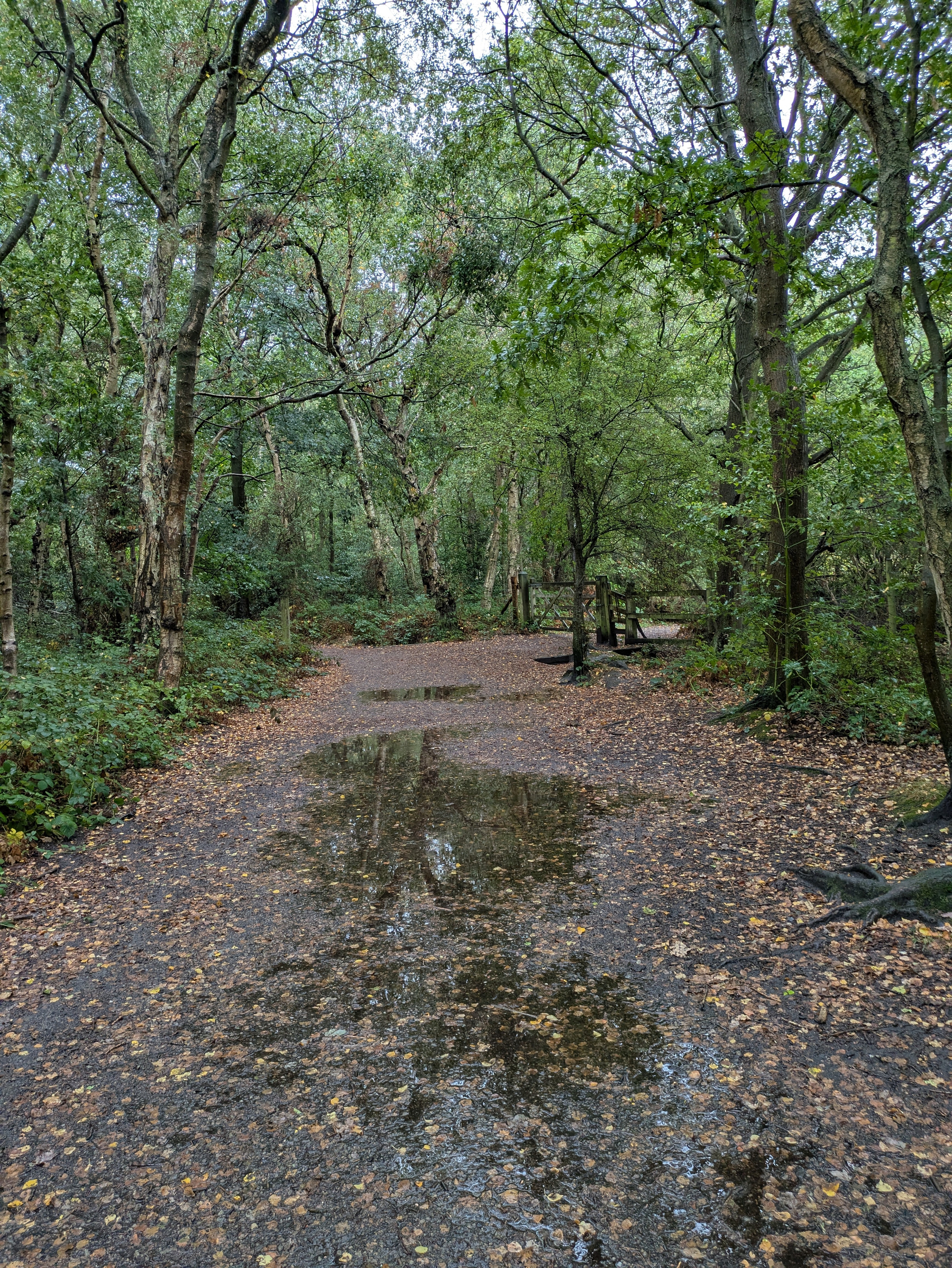 A forest path covered with fallen leaves has a large puddle of water reflecting the surrounding trees.