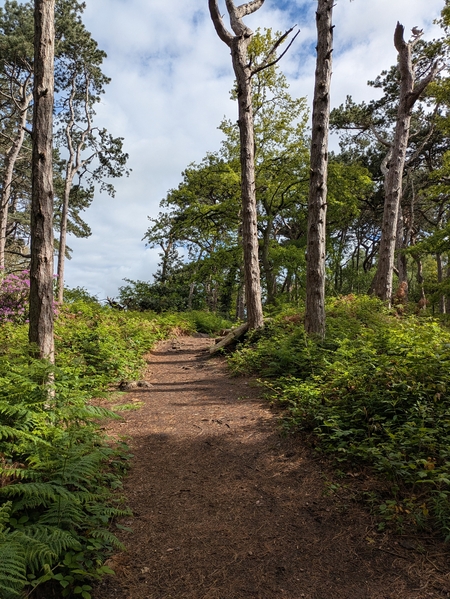 A dirt path winds through a lush forested area flanked by tall trees and ferns under a partly cloudy sky.