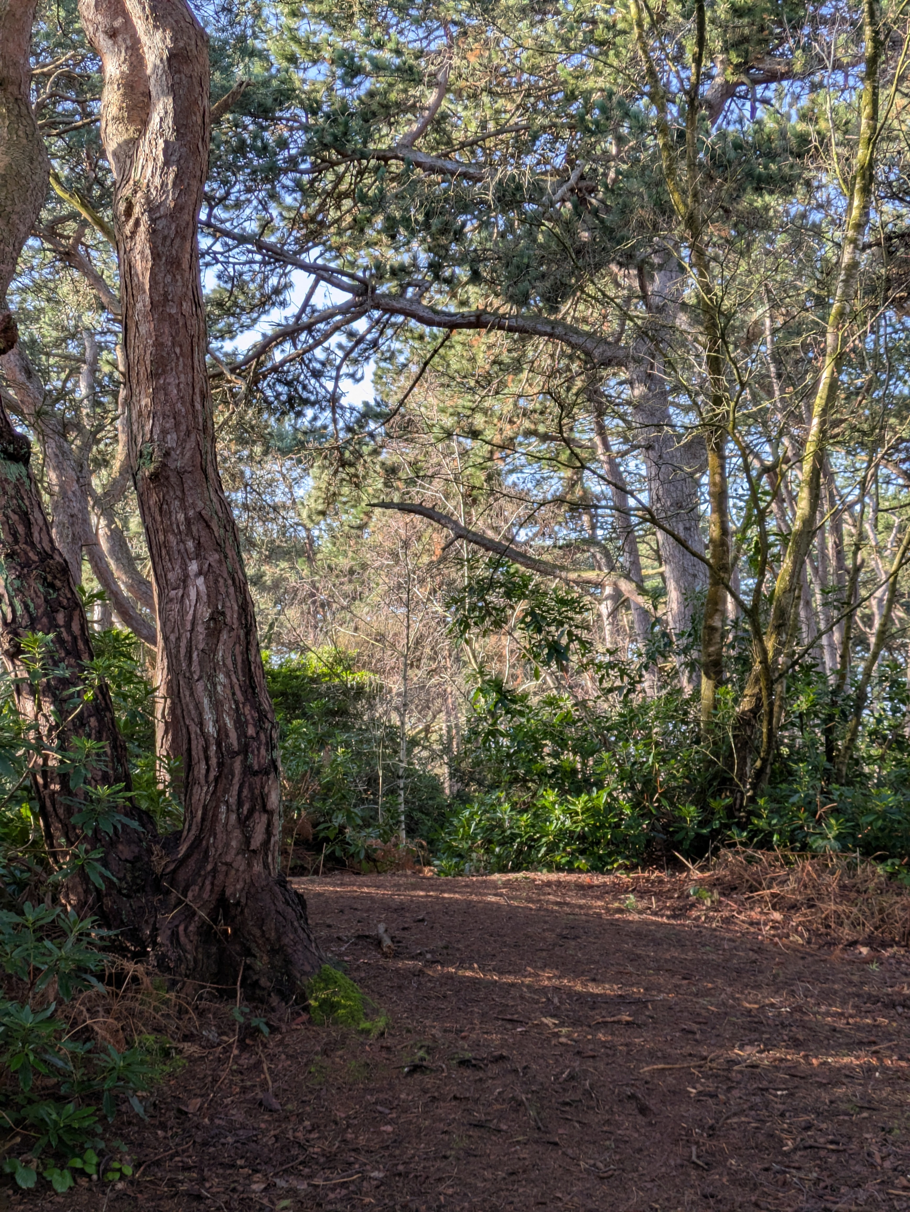 A sunlit forest path winds through trees and lush greenery.