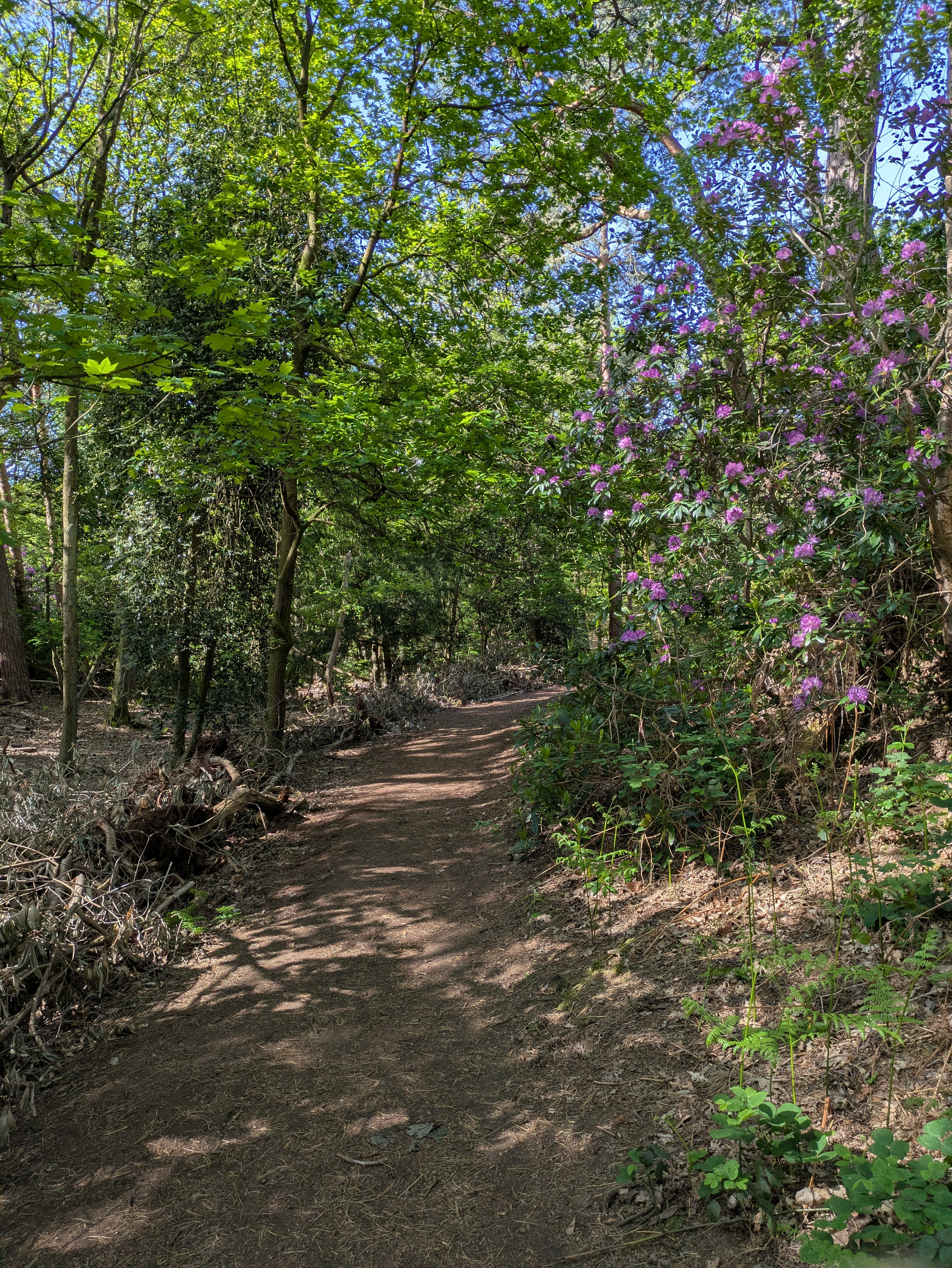 A forest path is bordered by lush green trees and flowering plants on a clear, sunny day.