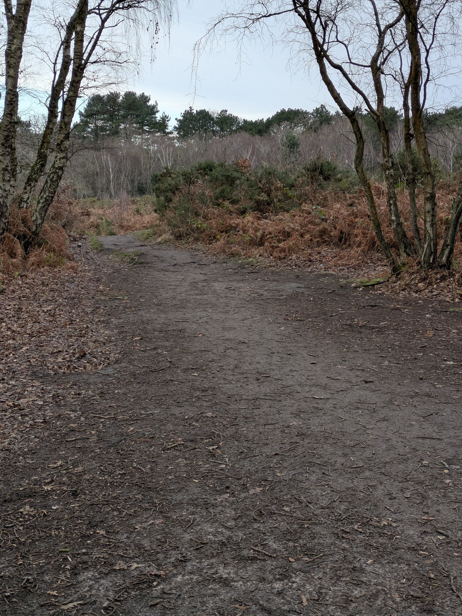 A dirt path winds through a wooded area with trees and shrubs on either side.