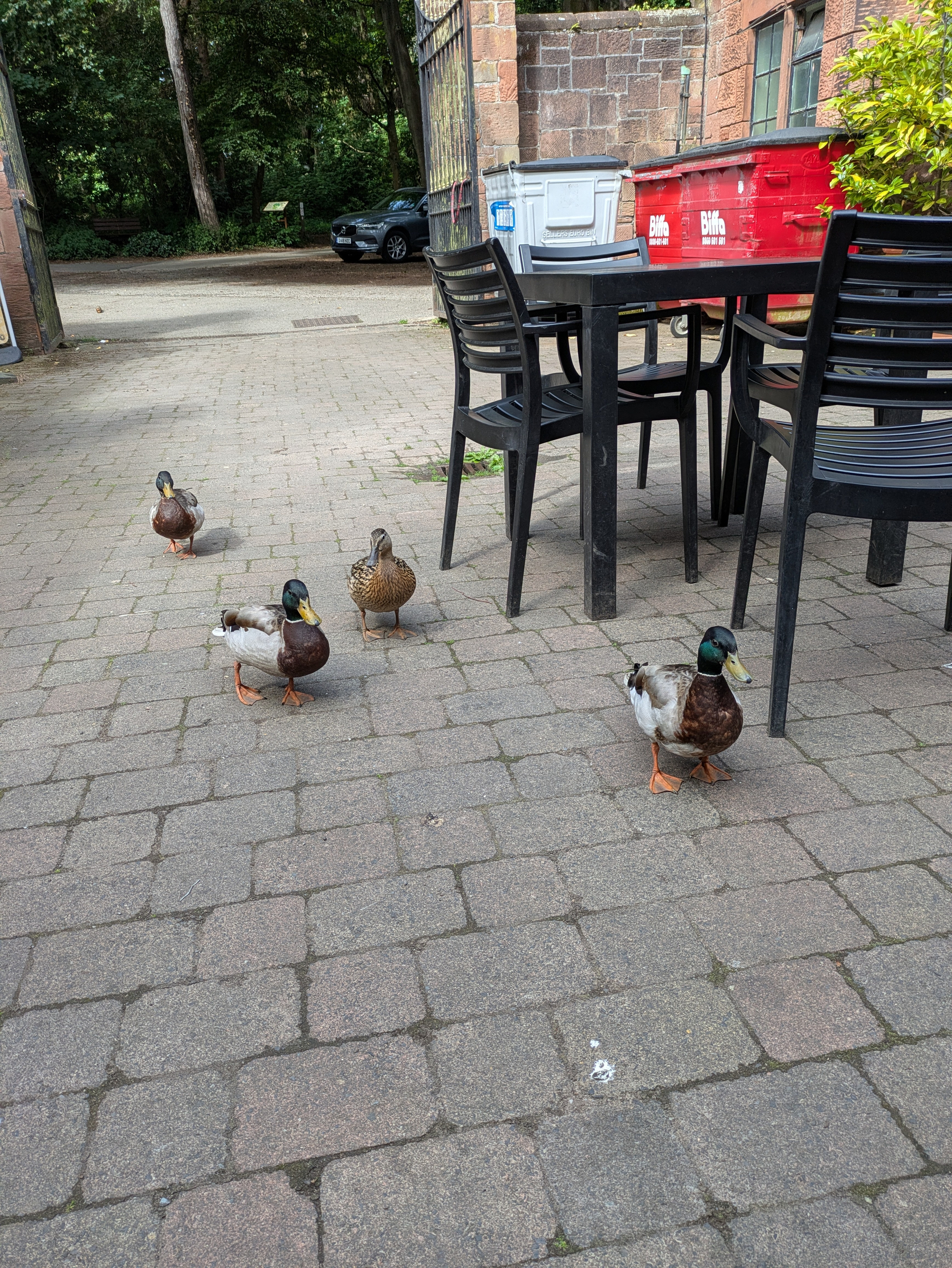 Four ducks are walking along a paved area near outdoor chairs and tables.