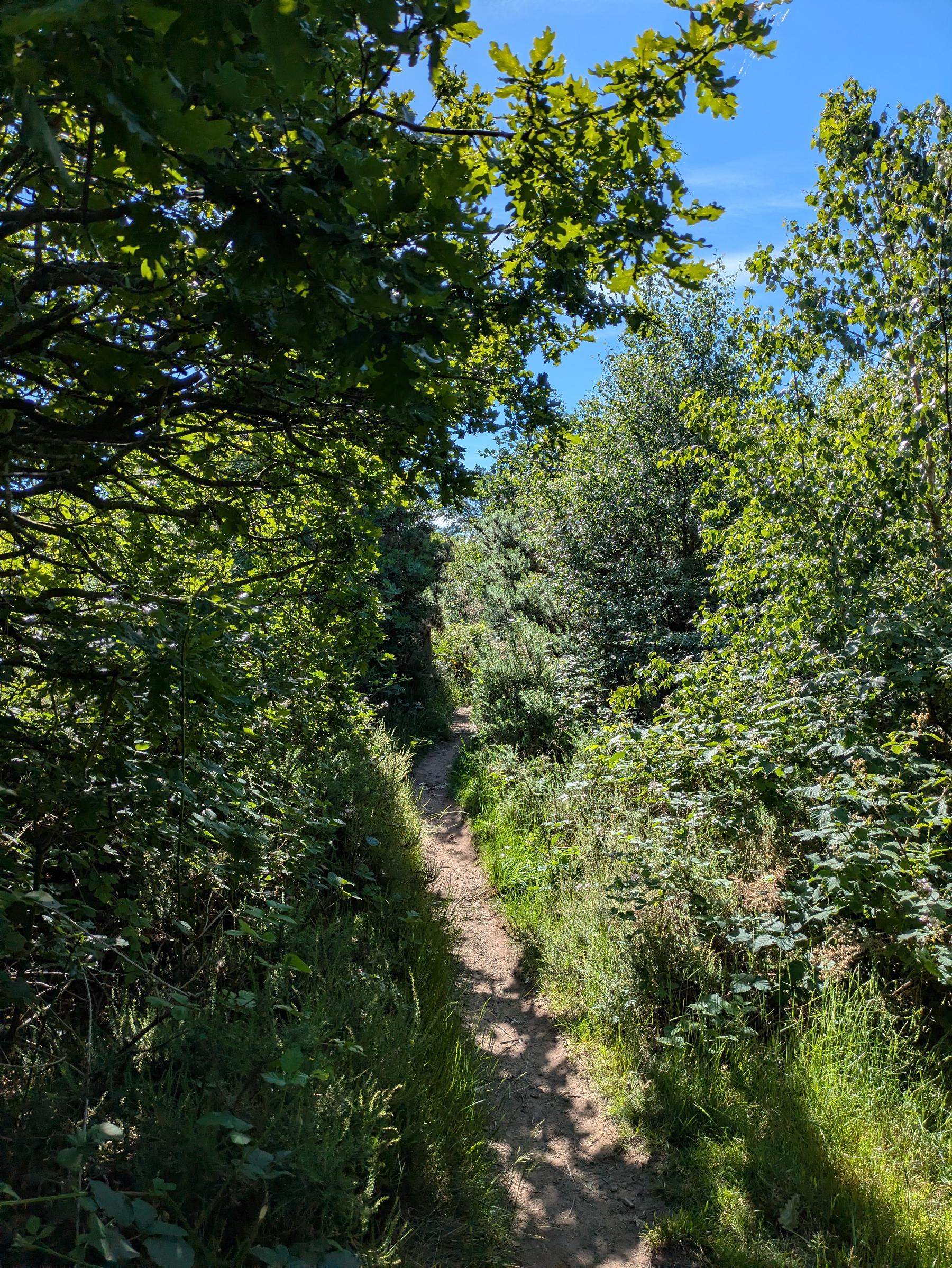 A narrow dirt path winds through dense, green foliage under a bright blue sky.