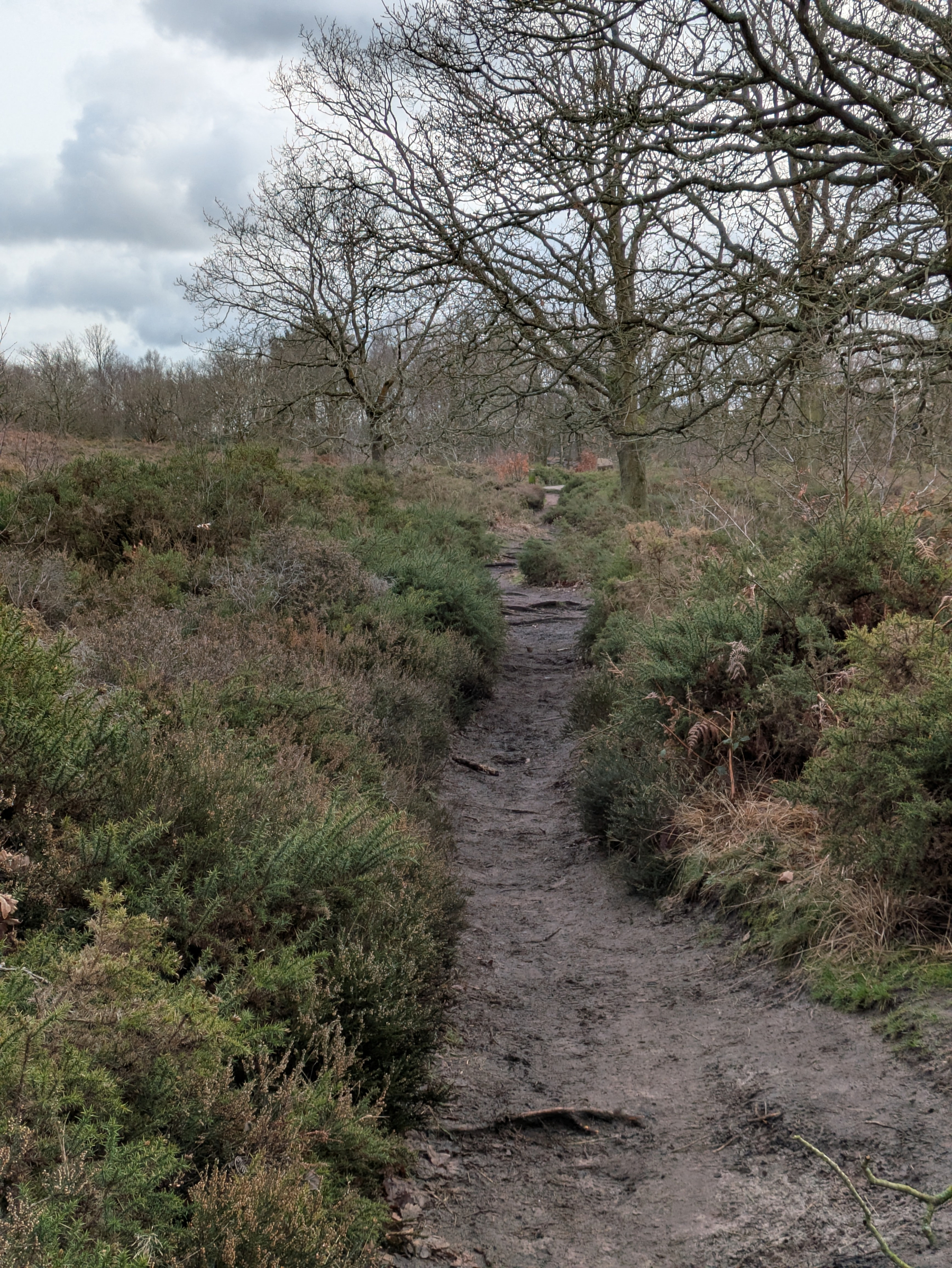 A narrow, muddy path winds through a wooded area with bare trees and dense shrubs under a cloudy sky.
