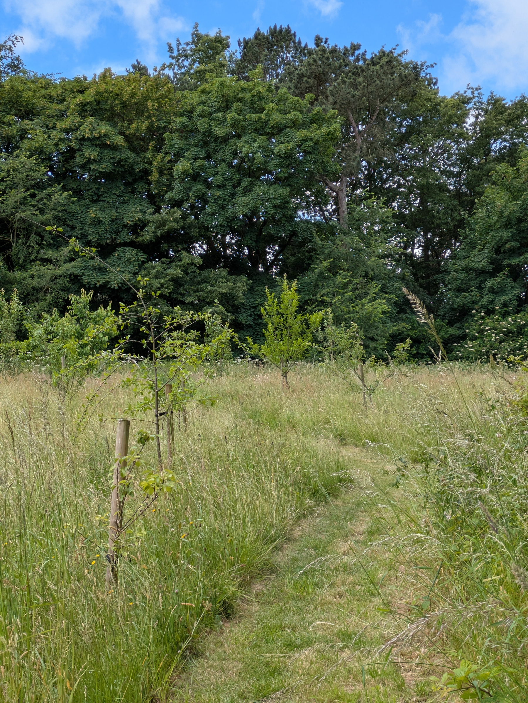 A narrow path winds through a grassy meadow with young trees and lush green forest in the background.