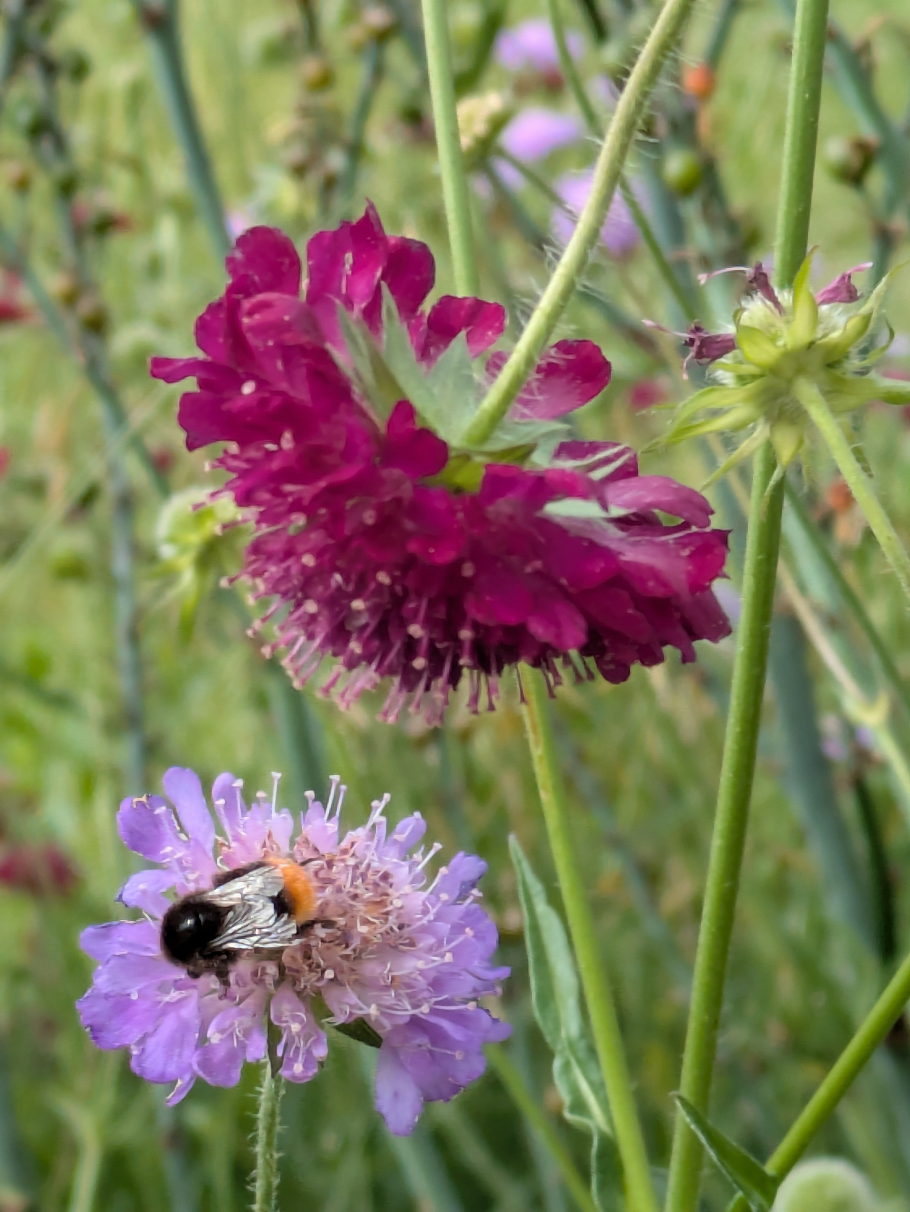 A bee is collecting nectar from a light purple flower, surrounded by other vibrant purple blooms.