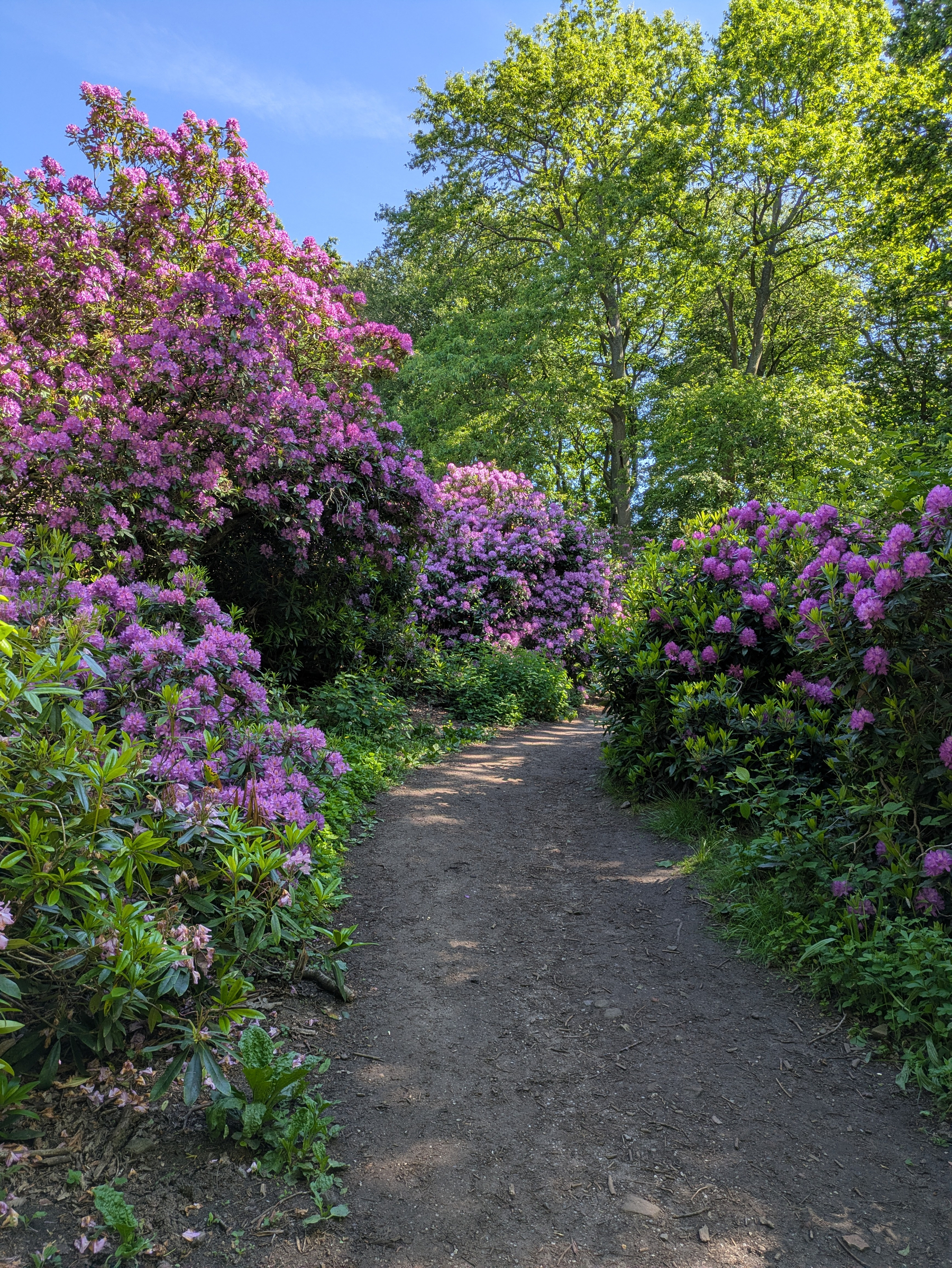 A dirt path is surrounded by lush green trees and vibrant pink flowers under a clear blue sky.