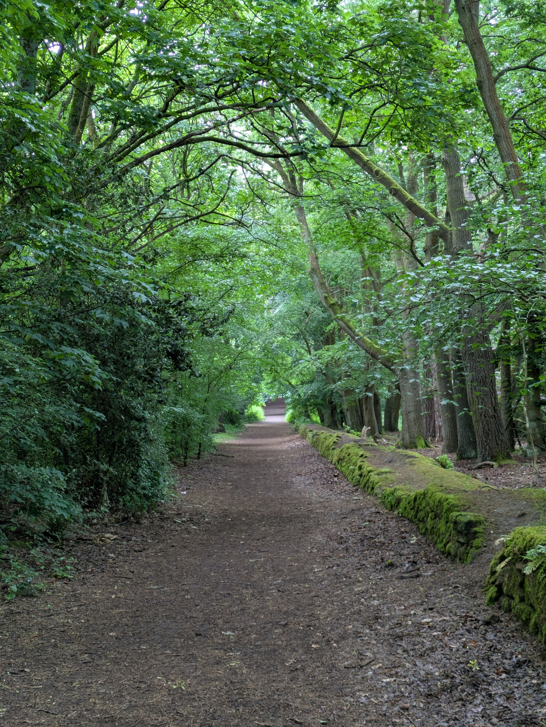 A serene, wooded path surrounded by lush green trees creates a tranquil tunnel-like canopy.