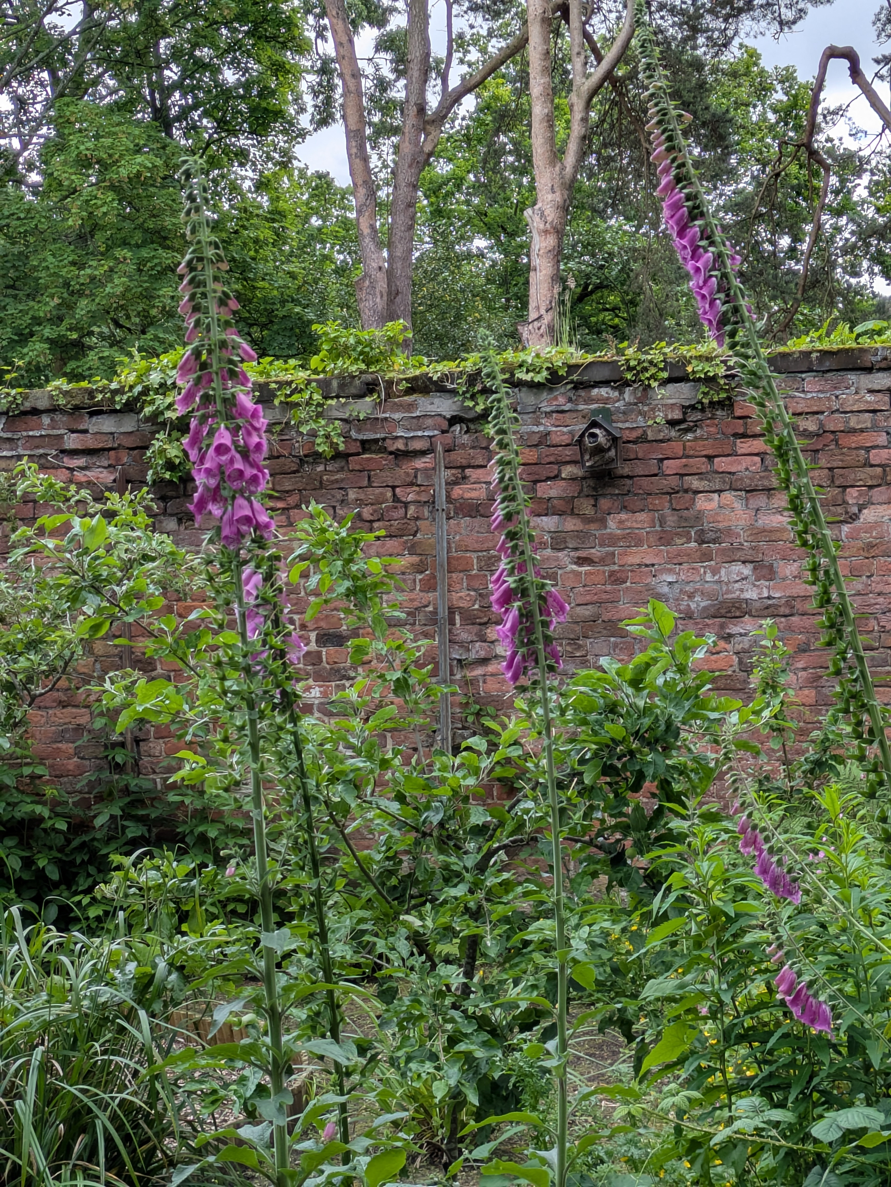 Tall purple foxglove flowers bloom amidst lush greenery in front of a brick wall.