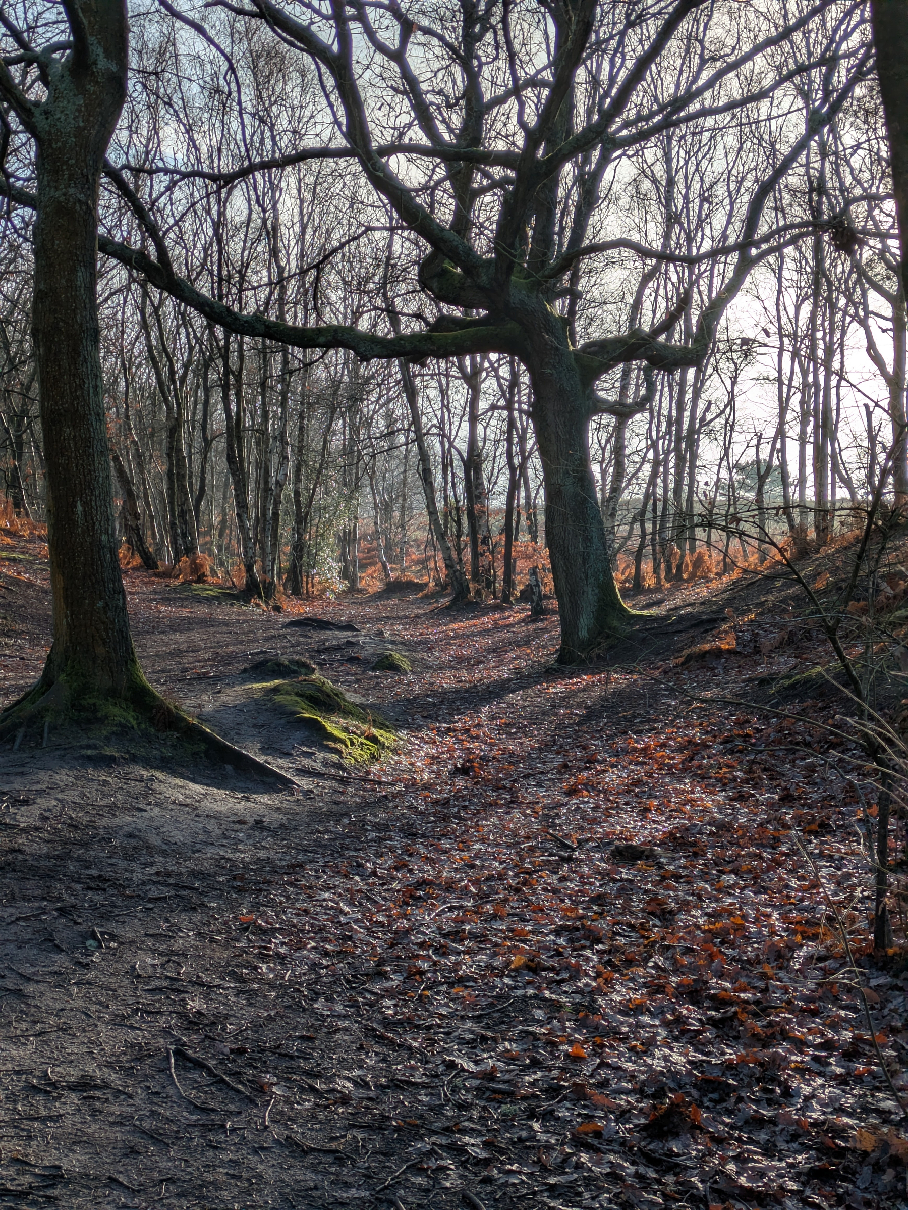 A forest path is surrounded by leafless trees and scattered fallen leaves, creating a serene and natural atmosphere.