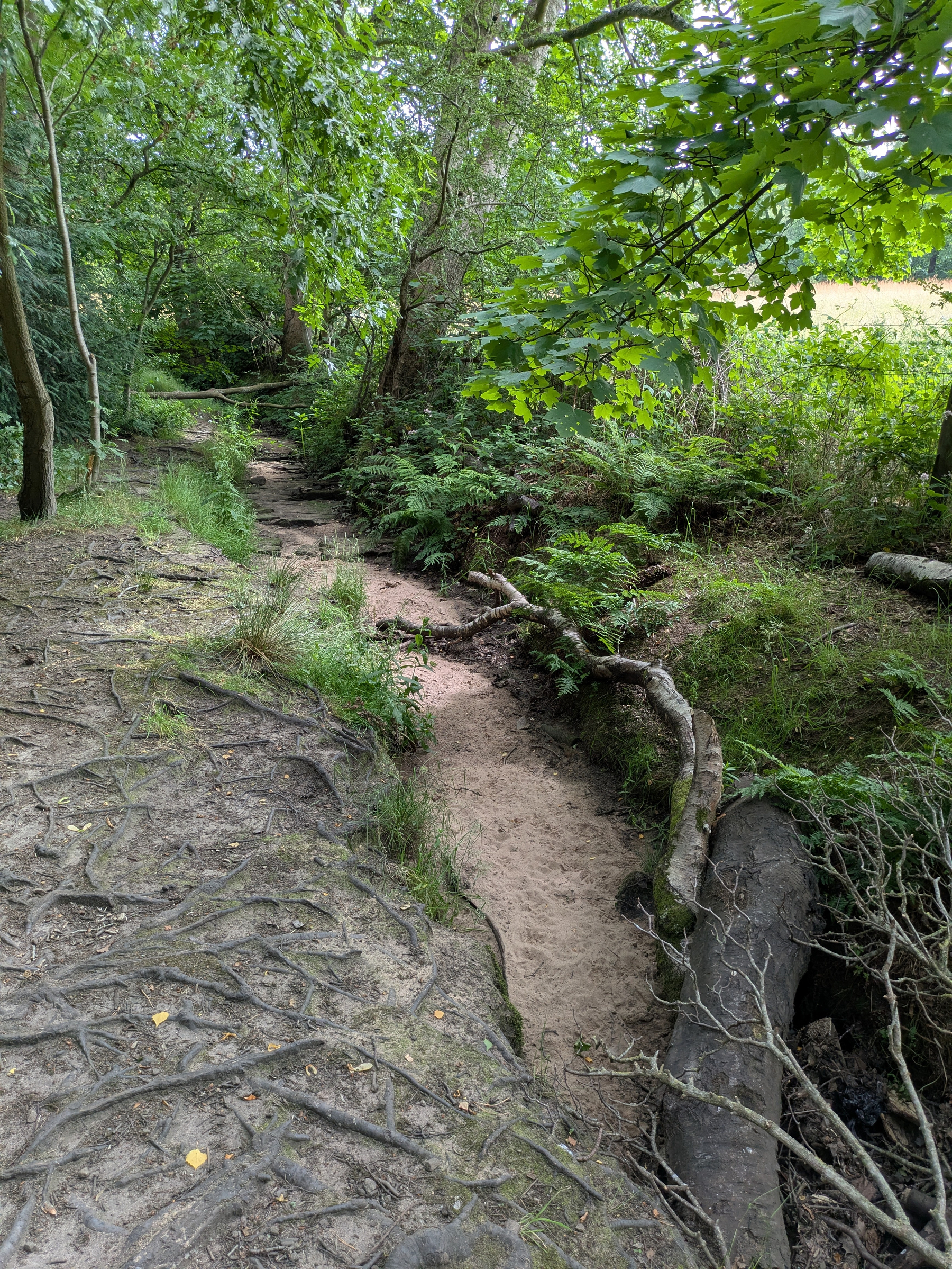 A narrow, dry stream bed runs through a lush, green forest area with visible tree roots and fallen branches.