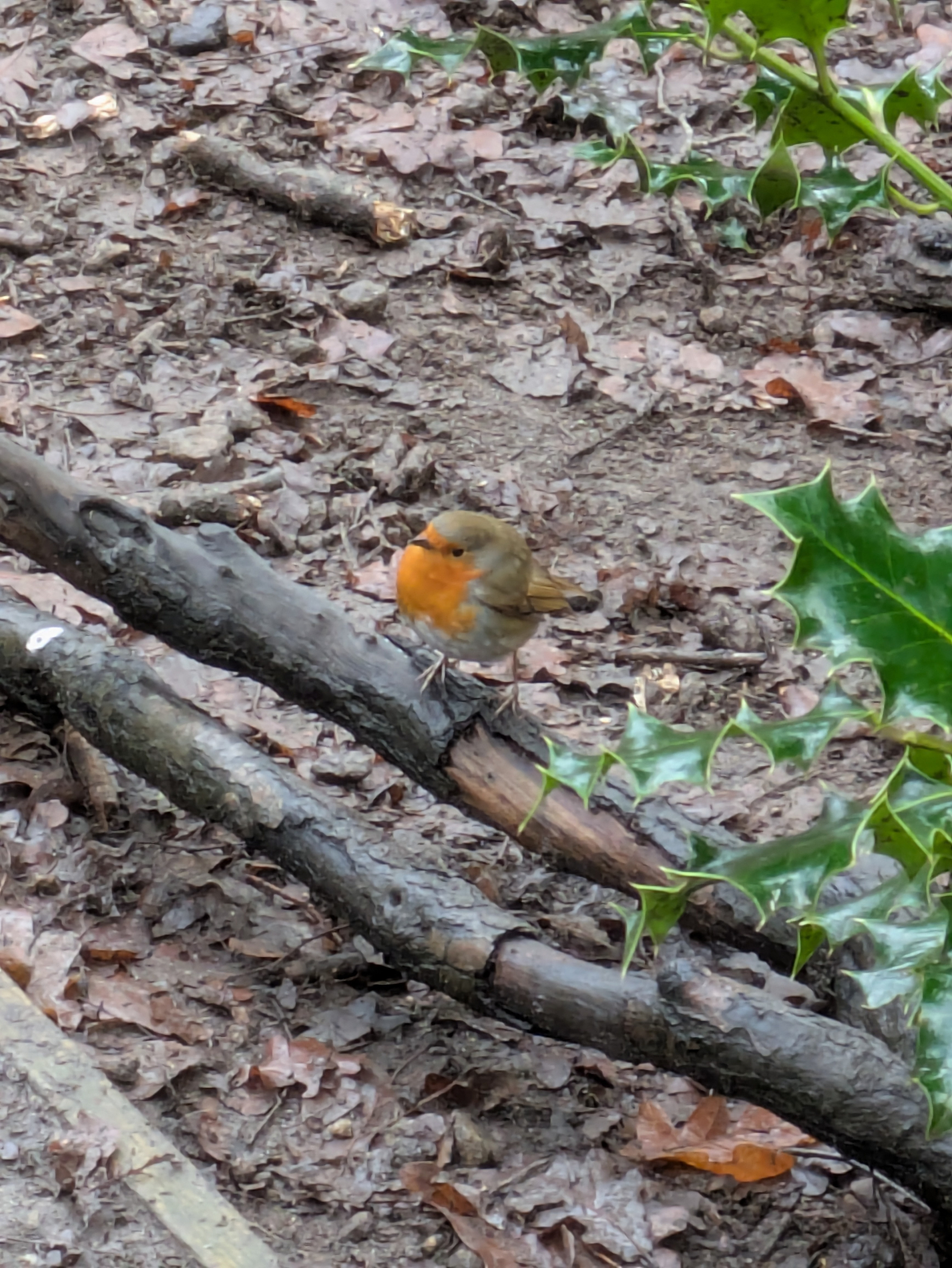A robin is perched on a branch surrounded by holly leaves and twigs.