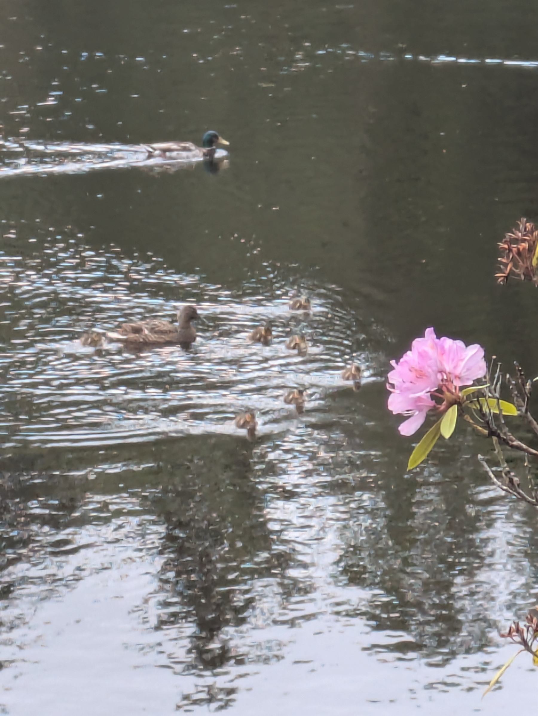 A family of ducks, including ducklings, is swimming in the water near a pink flower blooming on a branch.