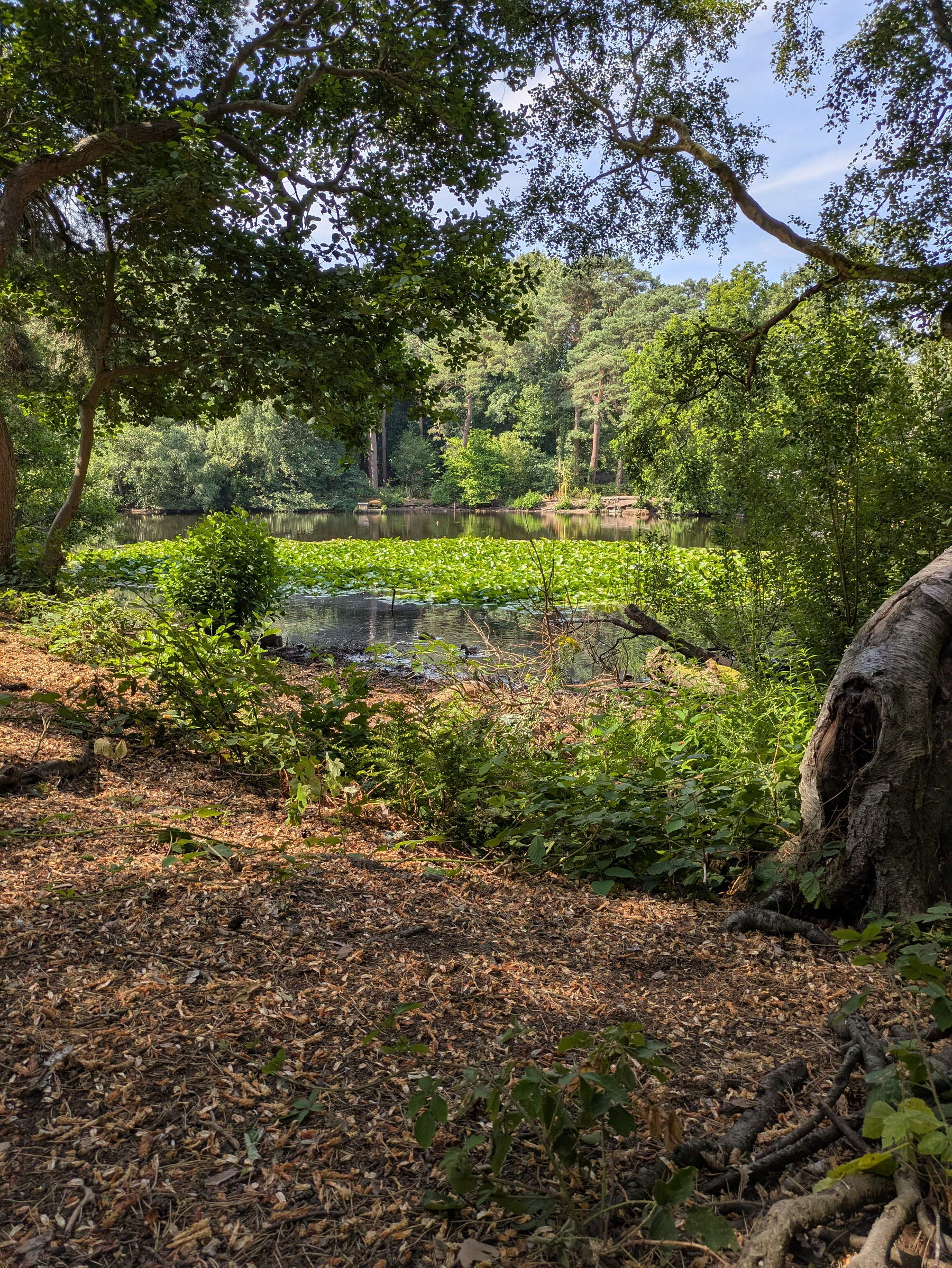 A tranquil forest scene features a small pond surrounded by lush greenery, with sunlight filtering through the trees.