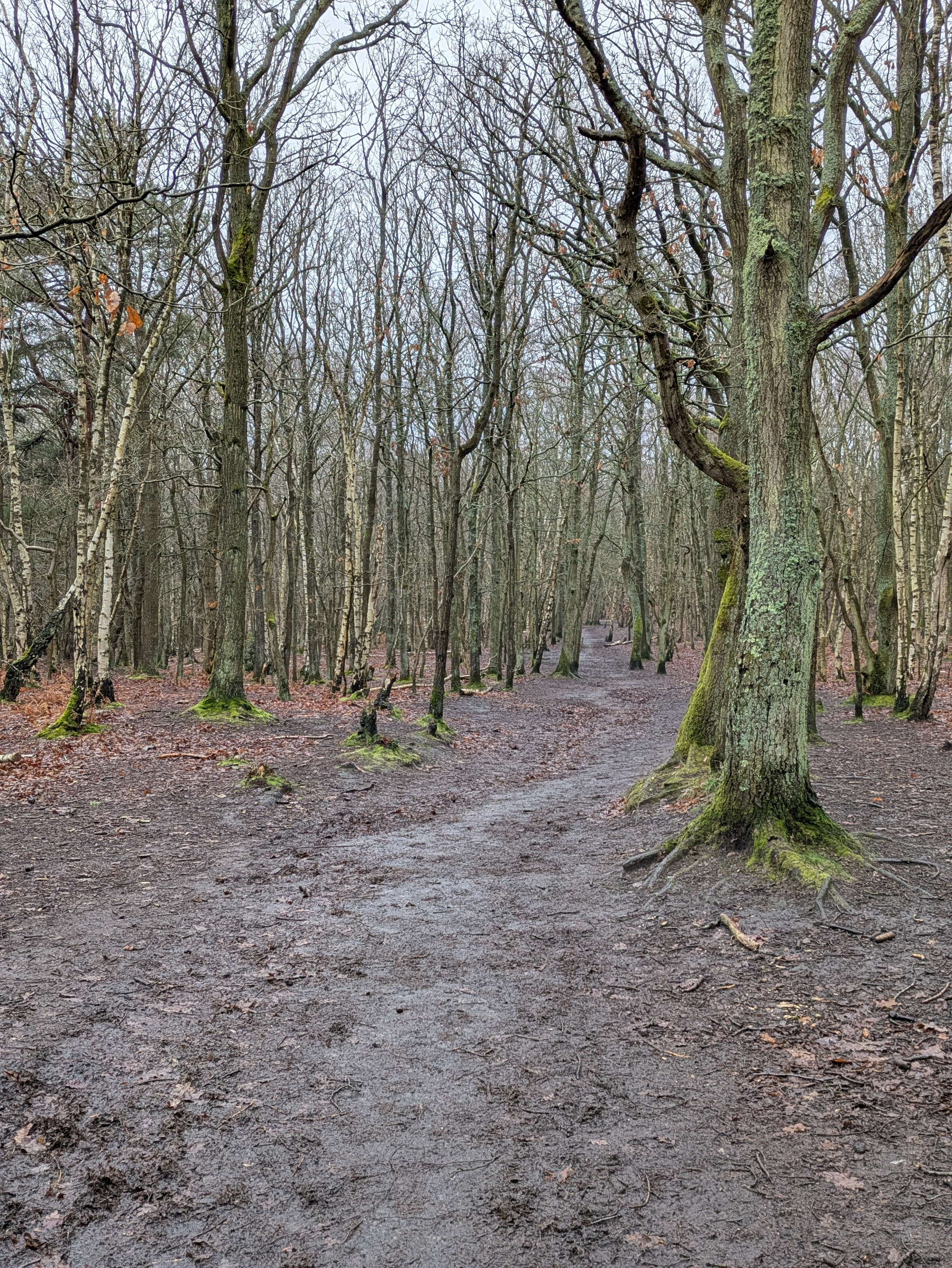 A muddy path winds through a forest of bare trees and damp ground.