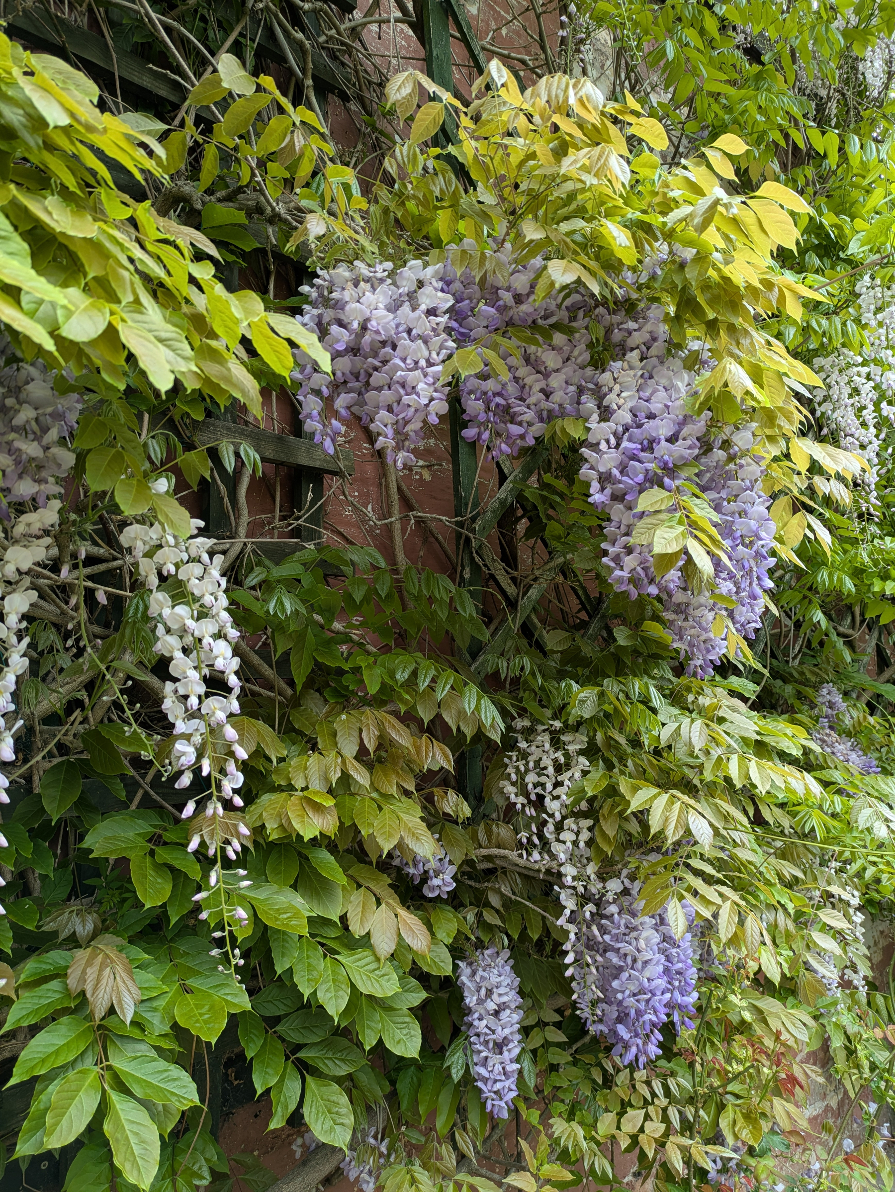 Purple wisteria flowers and green leaves cascade elegantly over a brick wall.