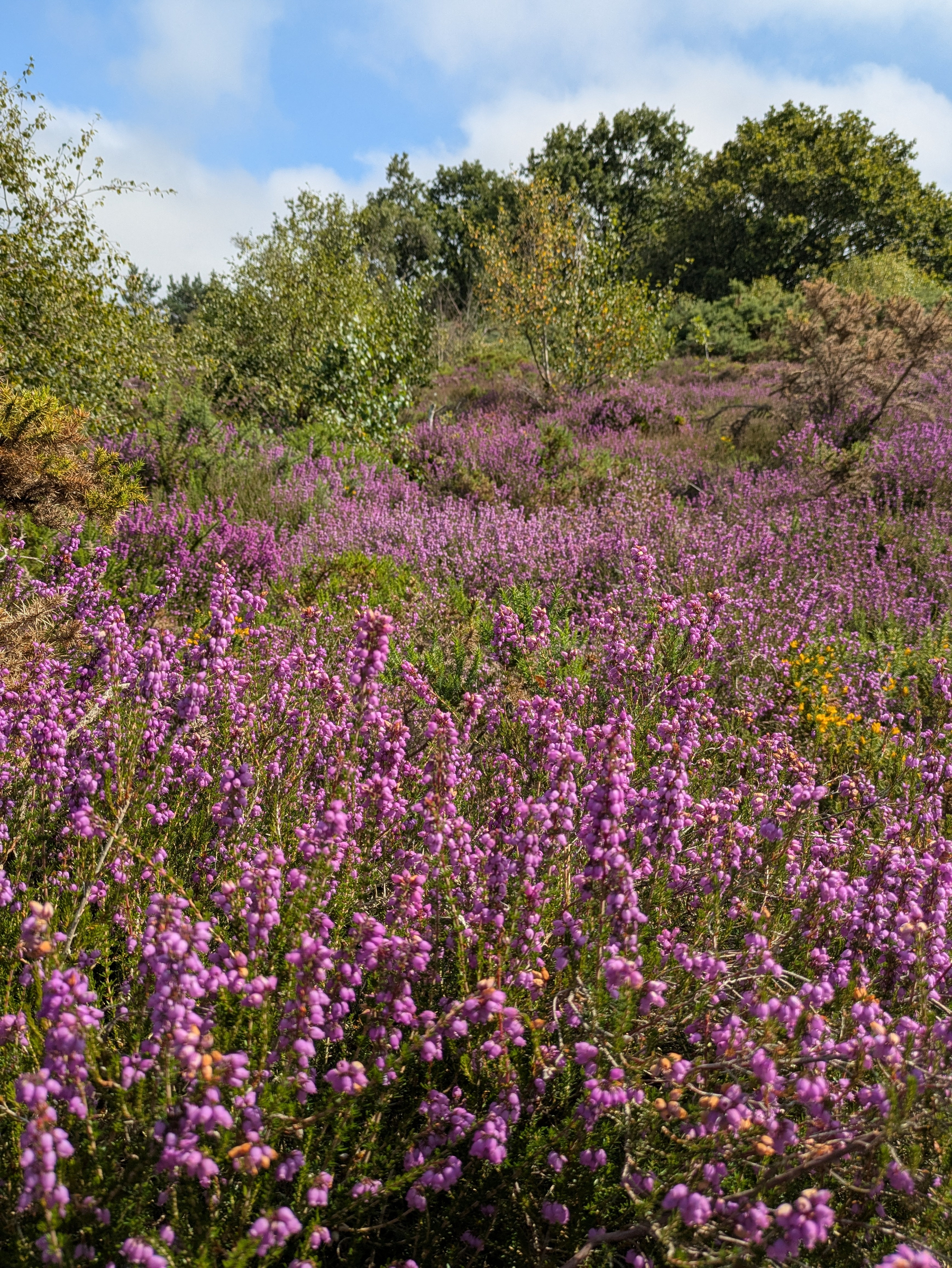 A vibrant field of purple heather blooms under a partly cloudy blue sky with trees in the background.